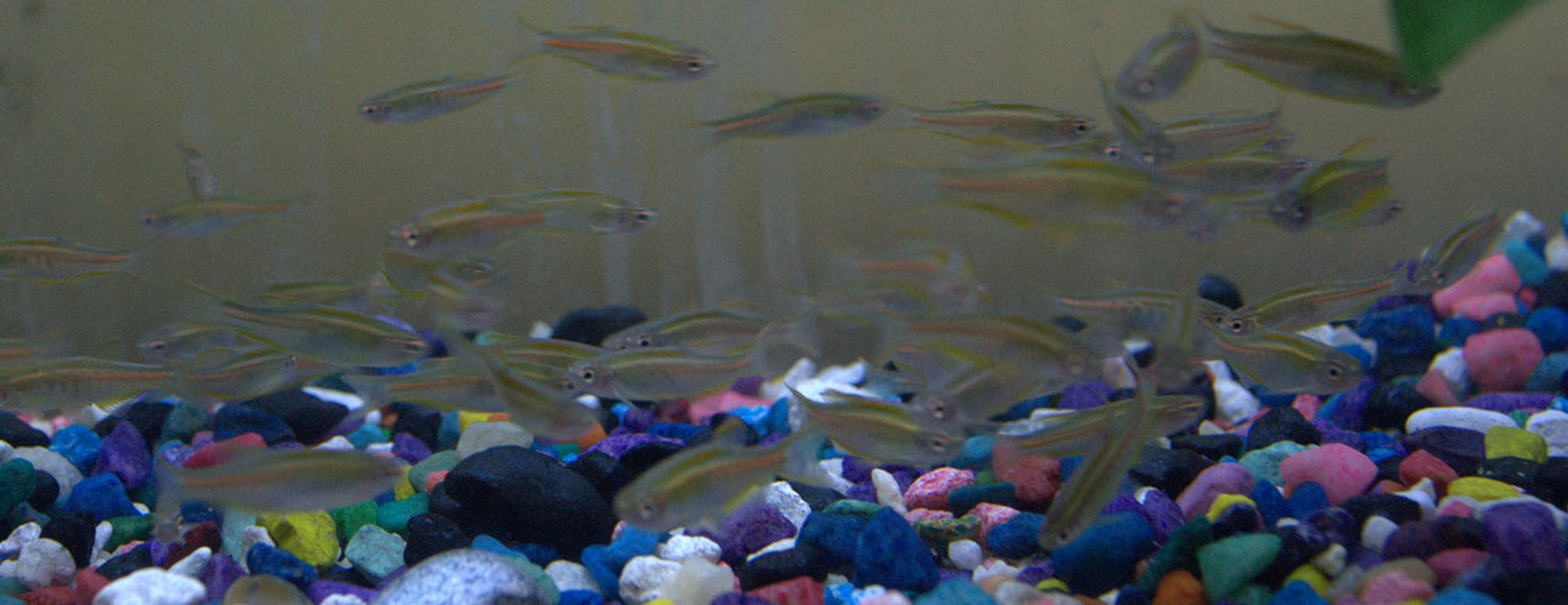 Glowlight Danio