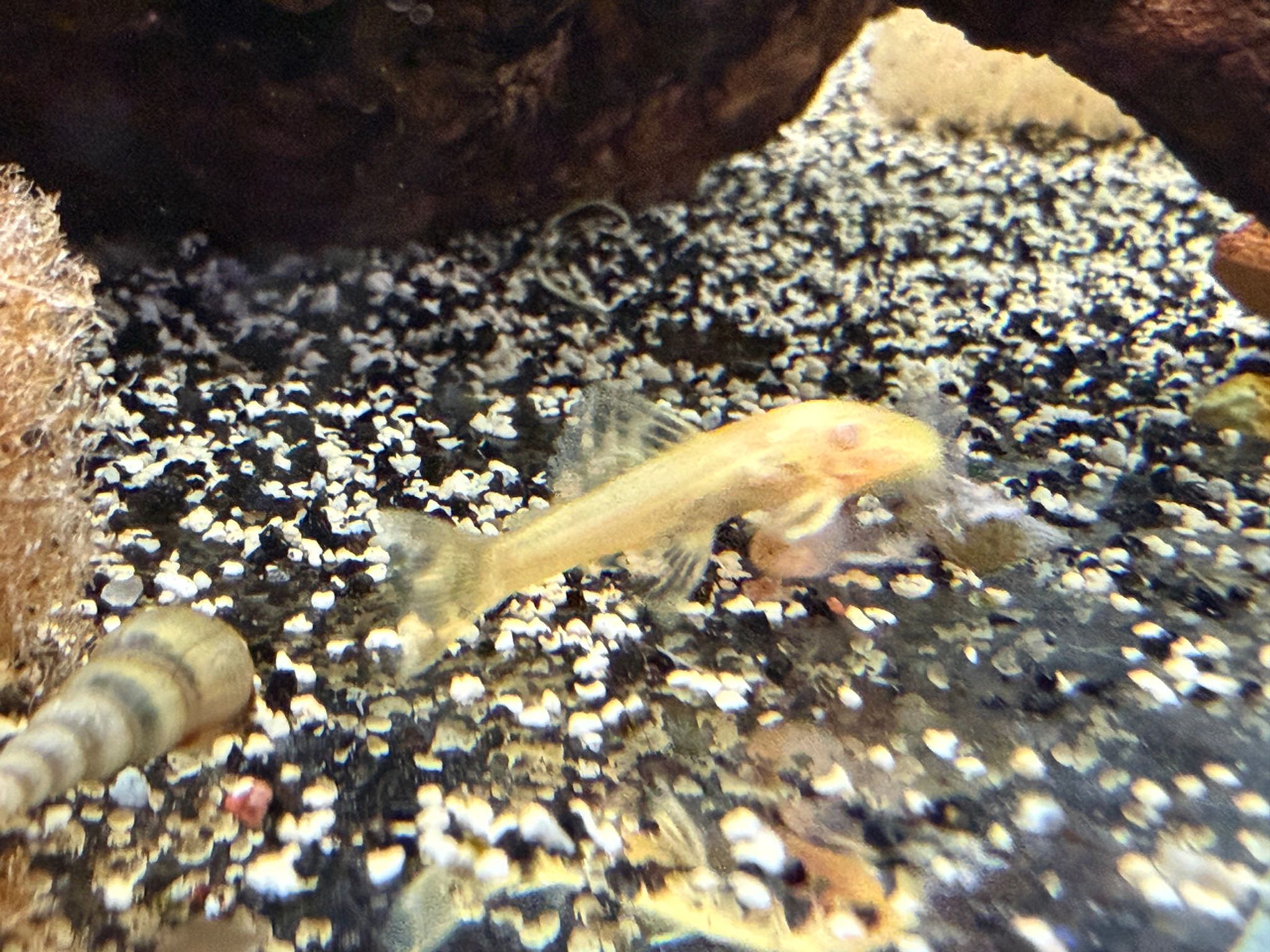Gold Bushynose Albino Pleco (Ancistrus sp.)