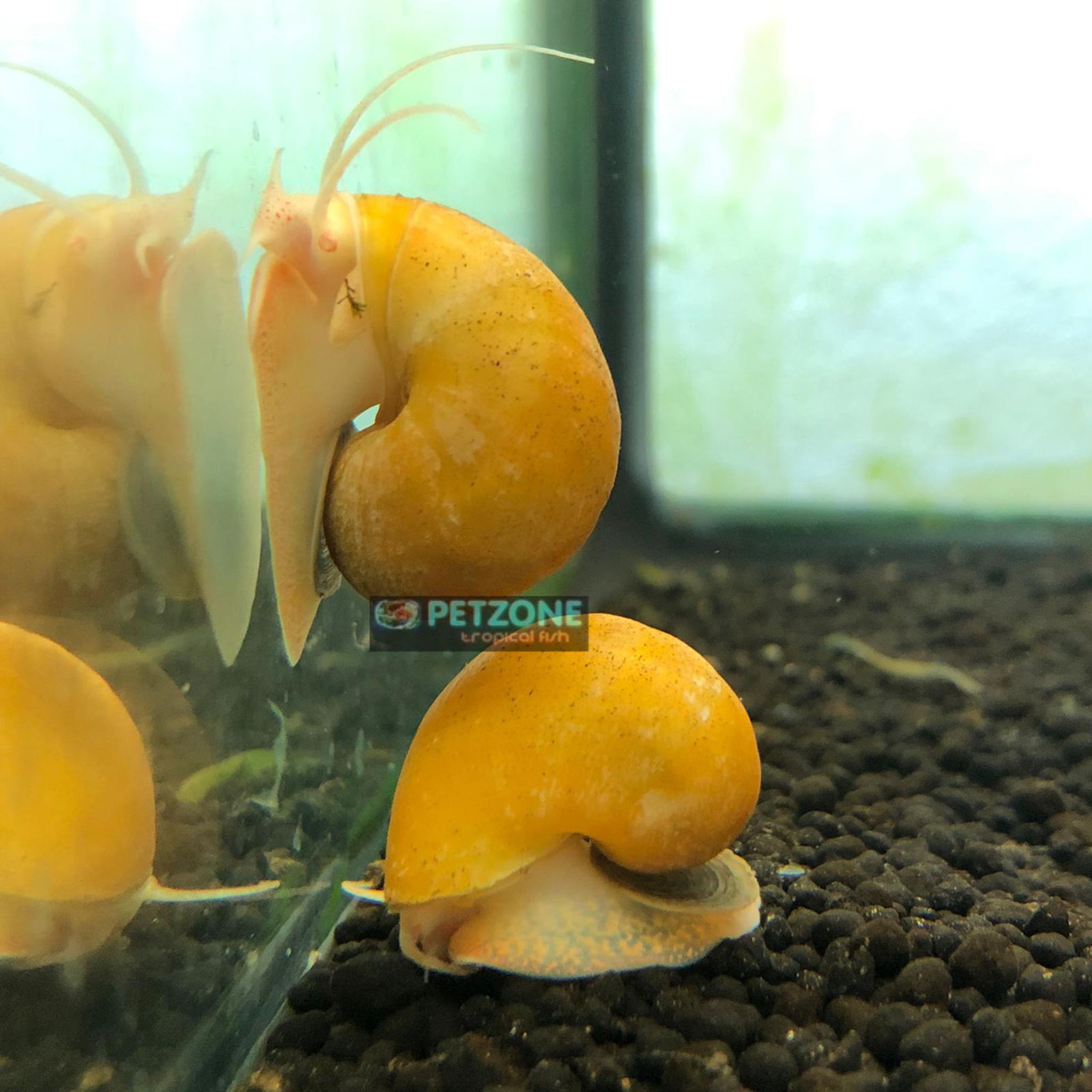 Gold Inca Snail