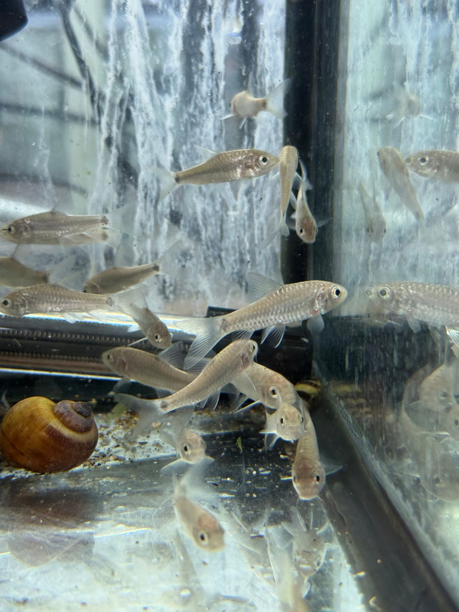 Gold Mahseer / Golden Mahseer — Tor putitora