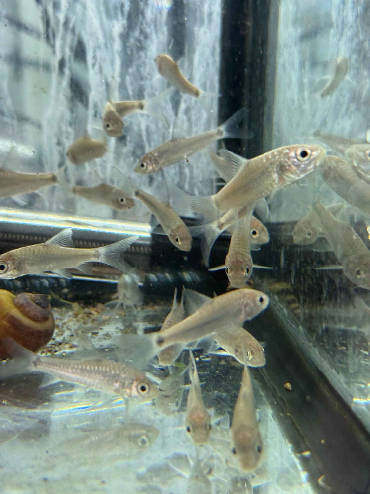 Gold Mahseer / Golden Mahseer — Tor putitora