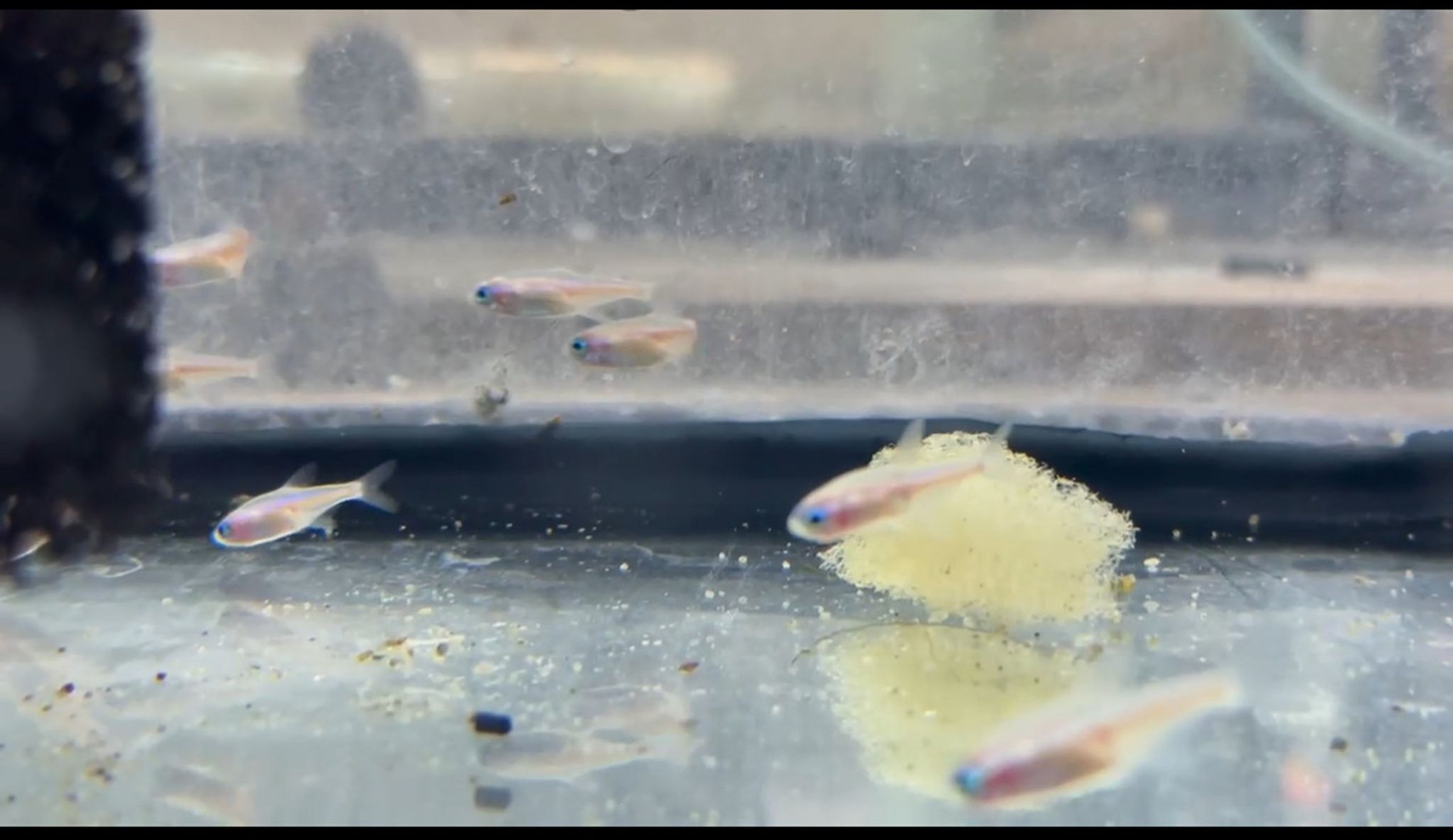 Gold Neon Tetra