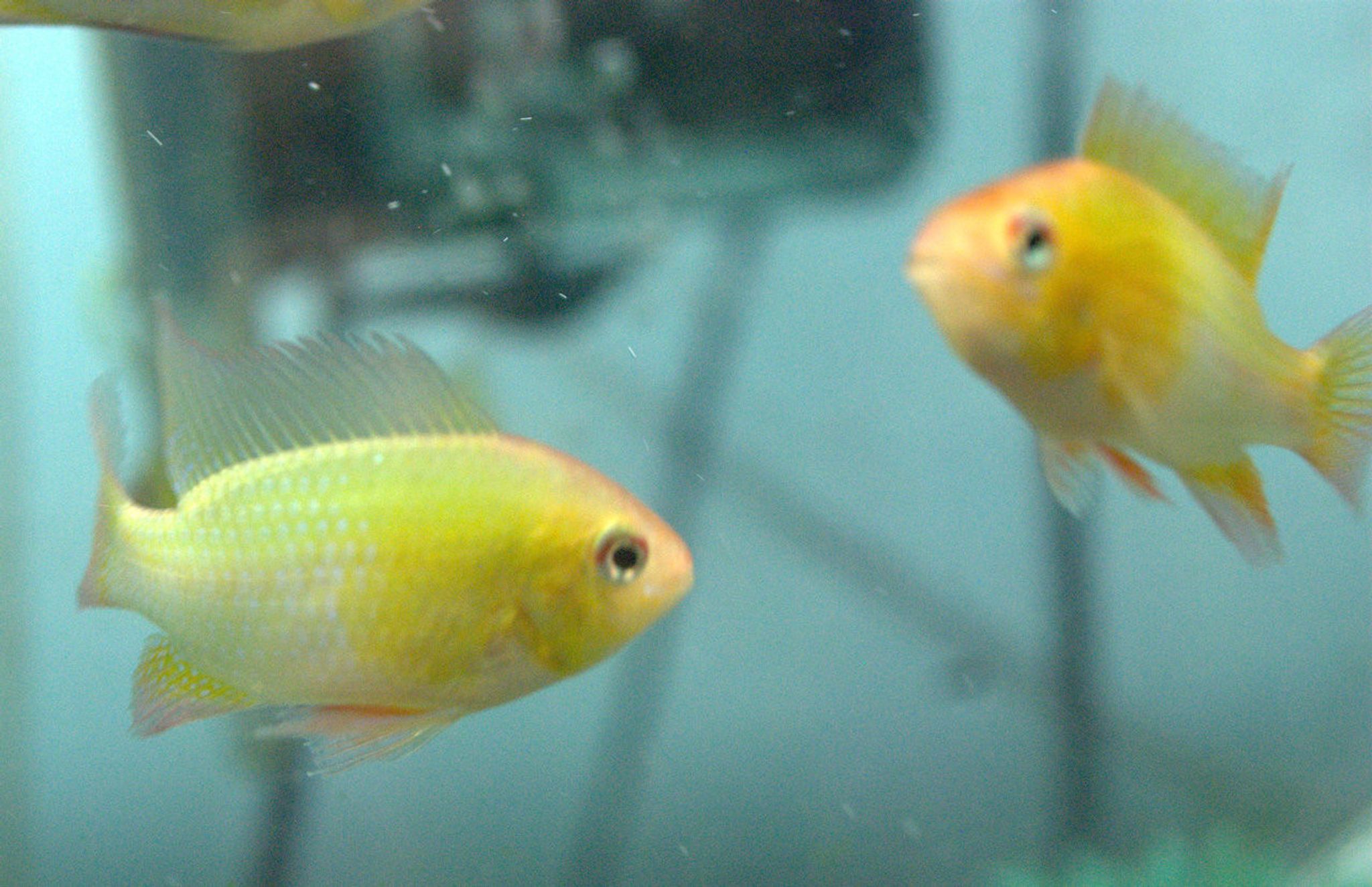 Gold Ram Cichlid