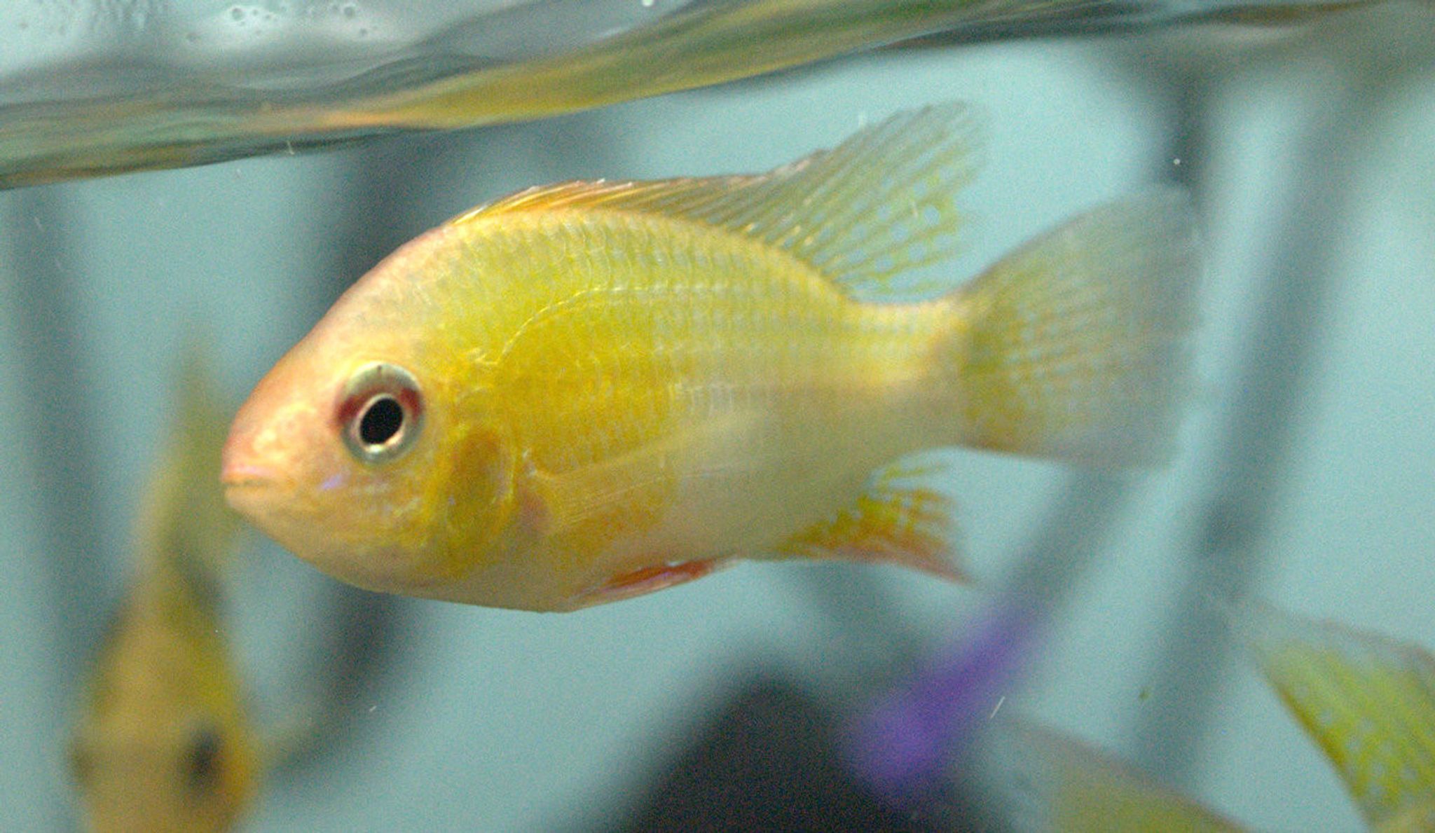 Gold Ram Cichlid