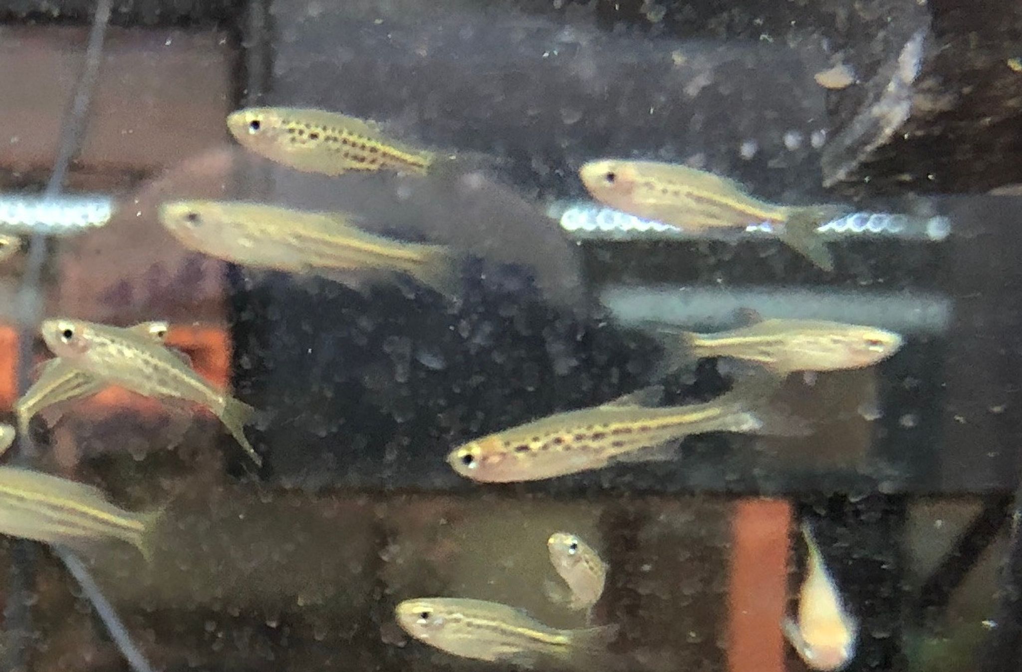 Gold Ring Danio (Danio Tinwini)