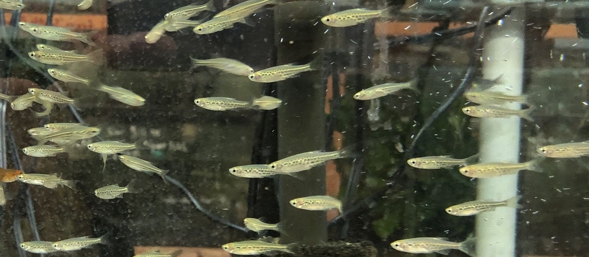 Gold Ring Danio (Danio Tinwini)