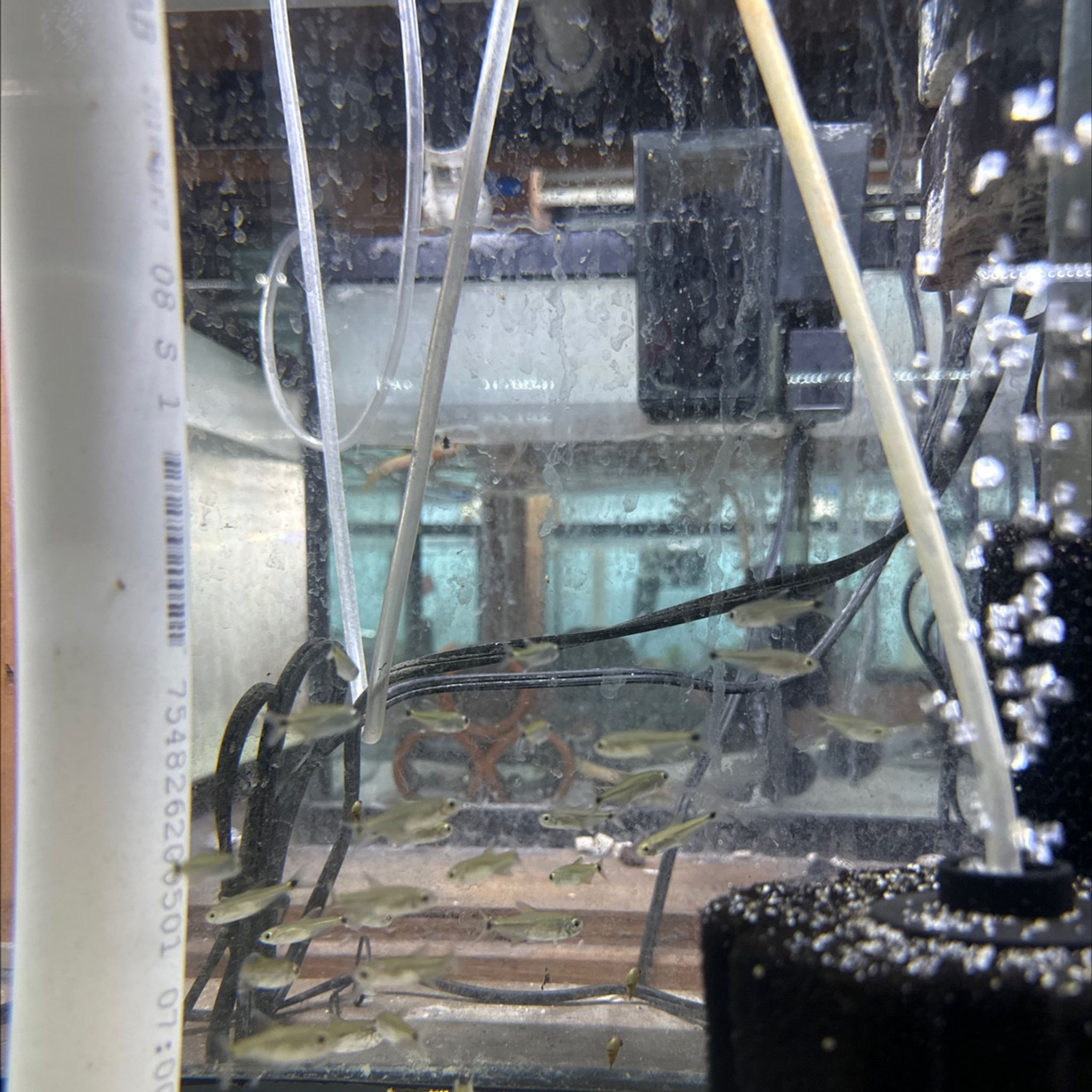 Gold Tetra