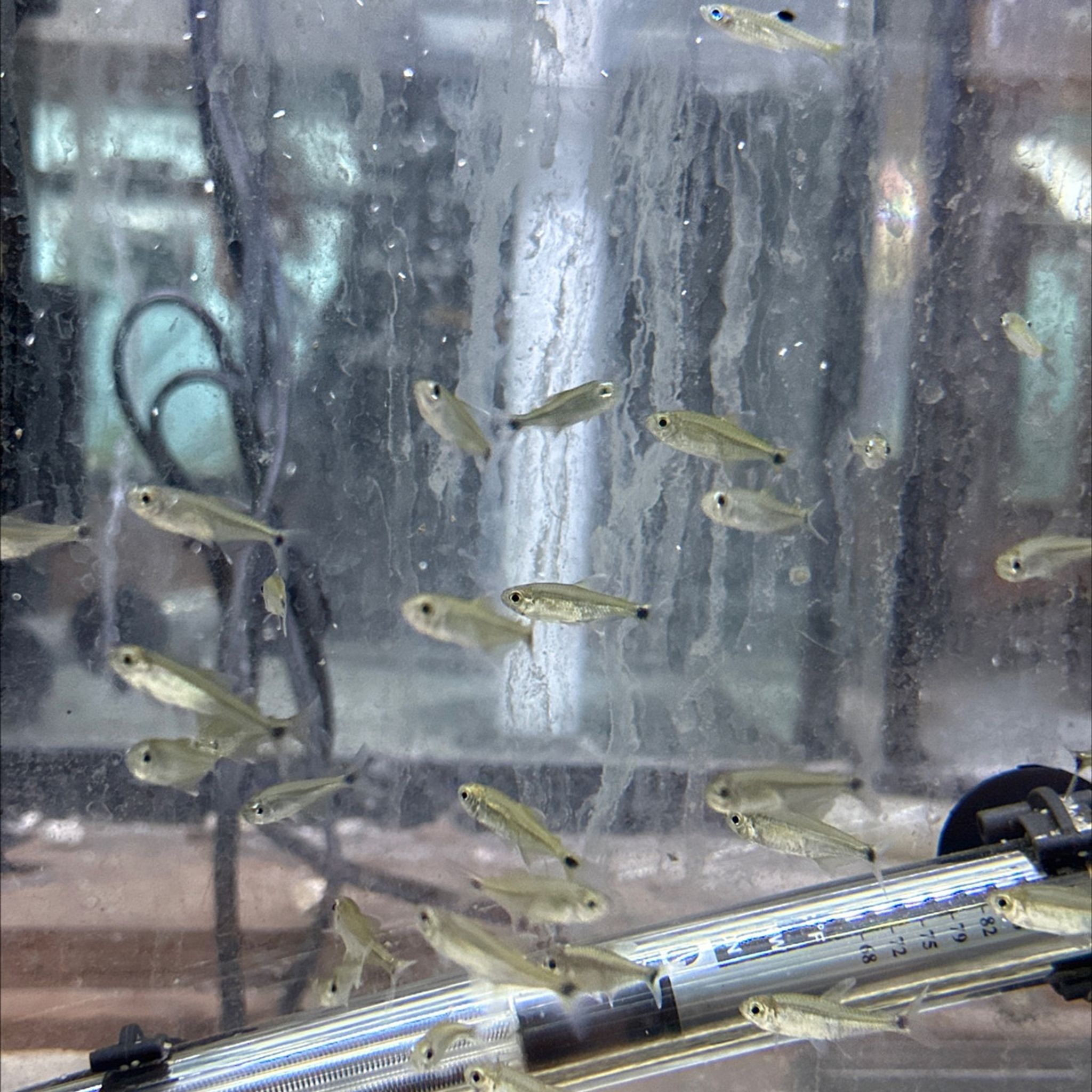 Gold Tetra