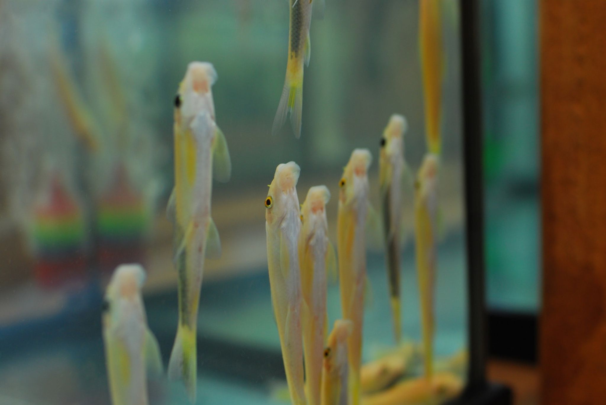 Golden Chinese Algae Eater