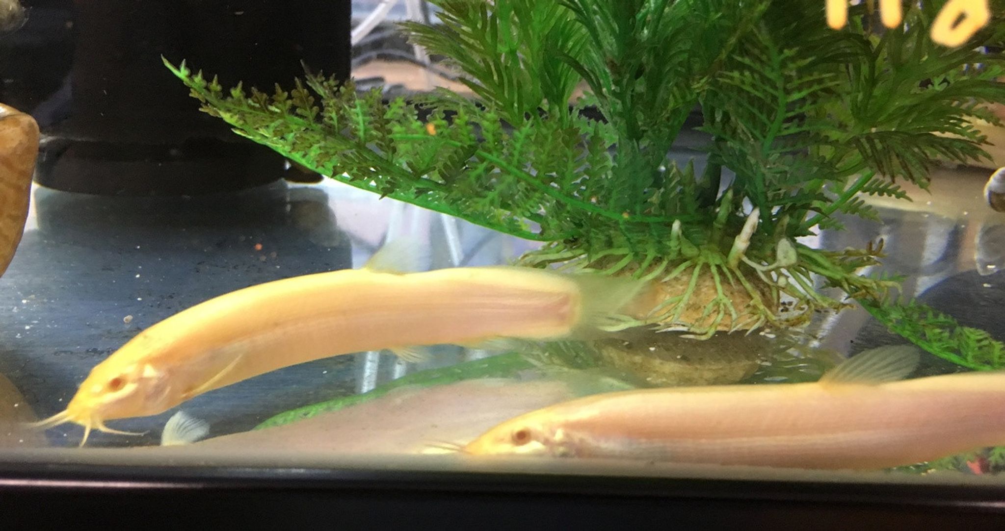 Golden Dojo Loach - Large