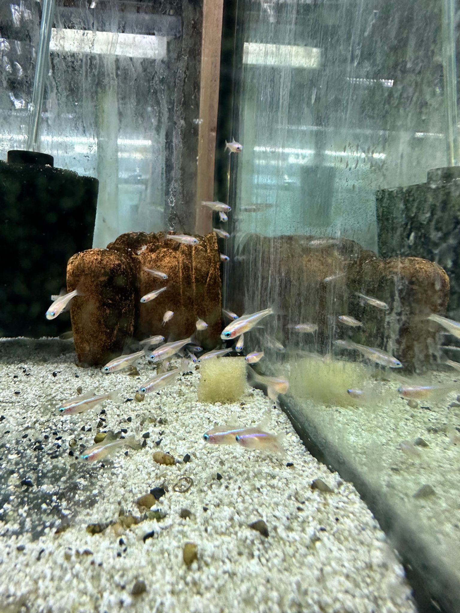 Golden Neon Tetra