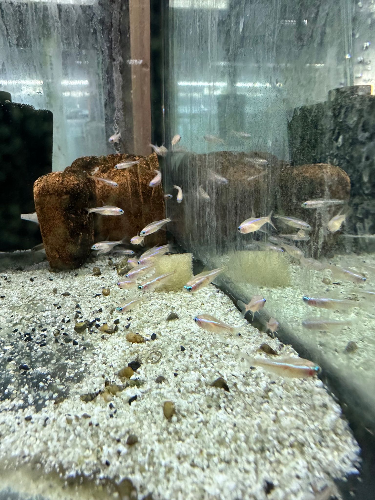 Golden Neon Tetra