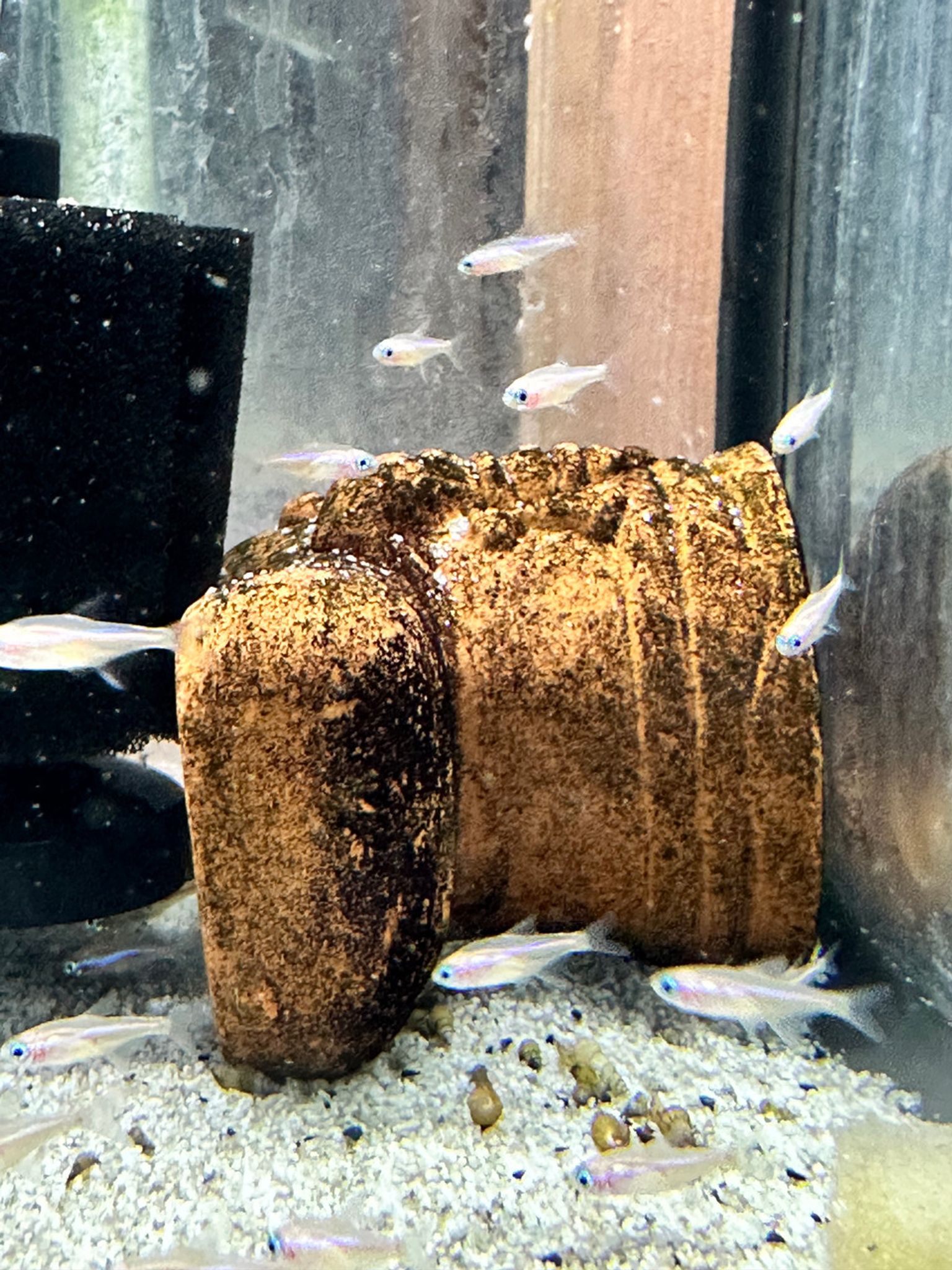 Golden Neon Tetra