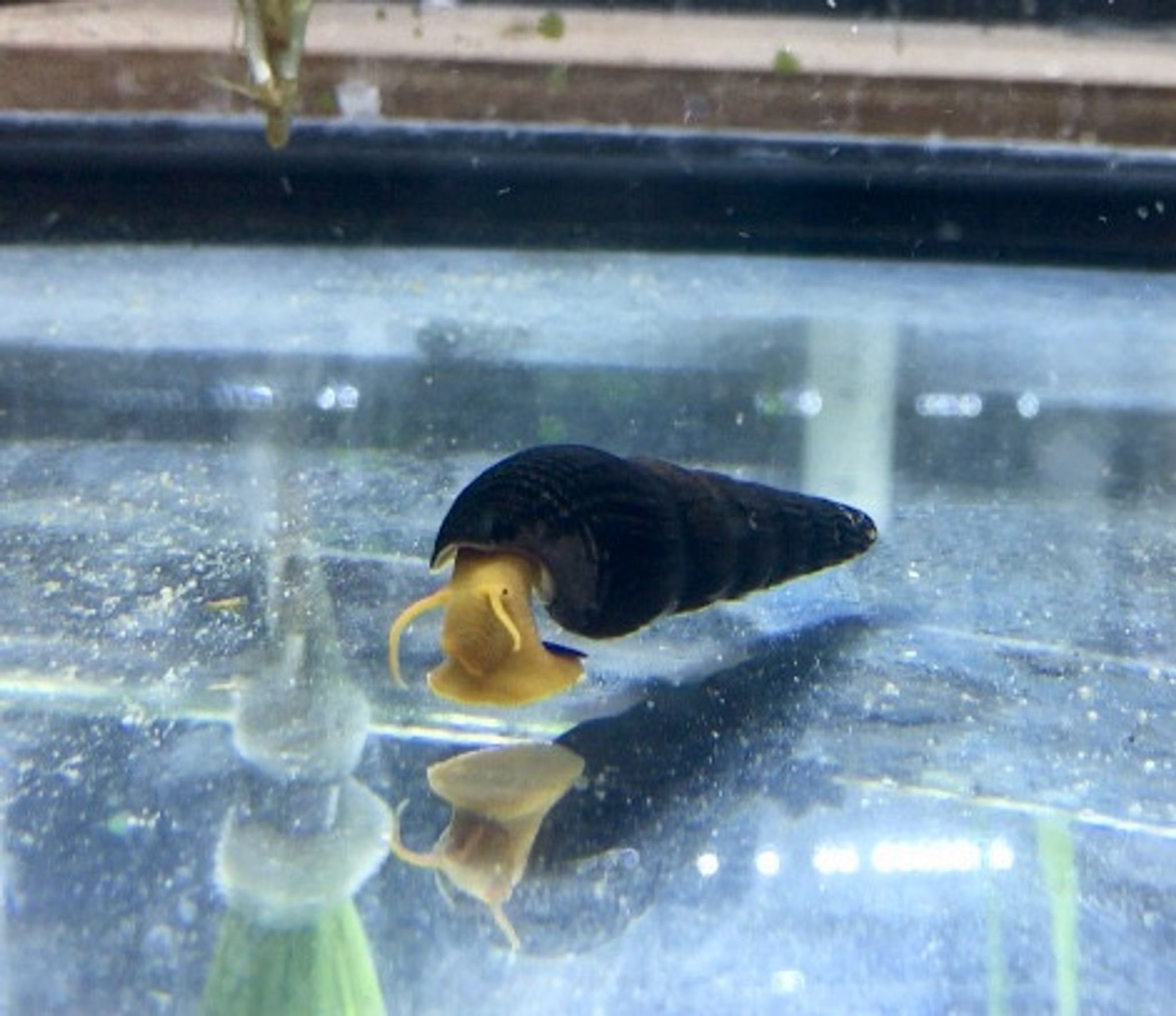 Golden Rabbit Snail
