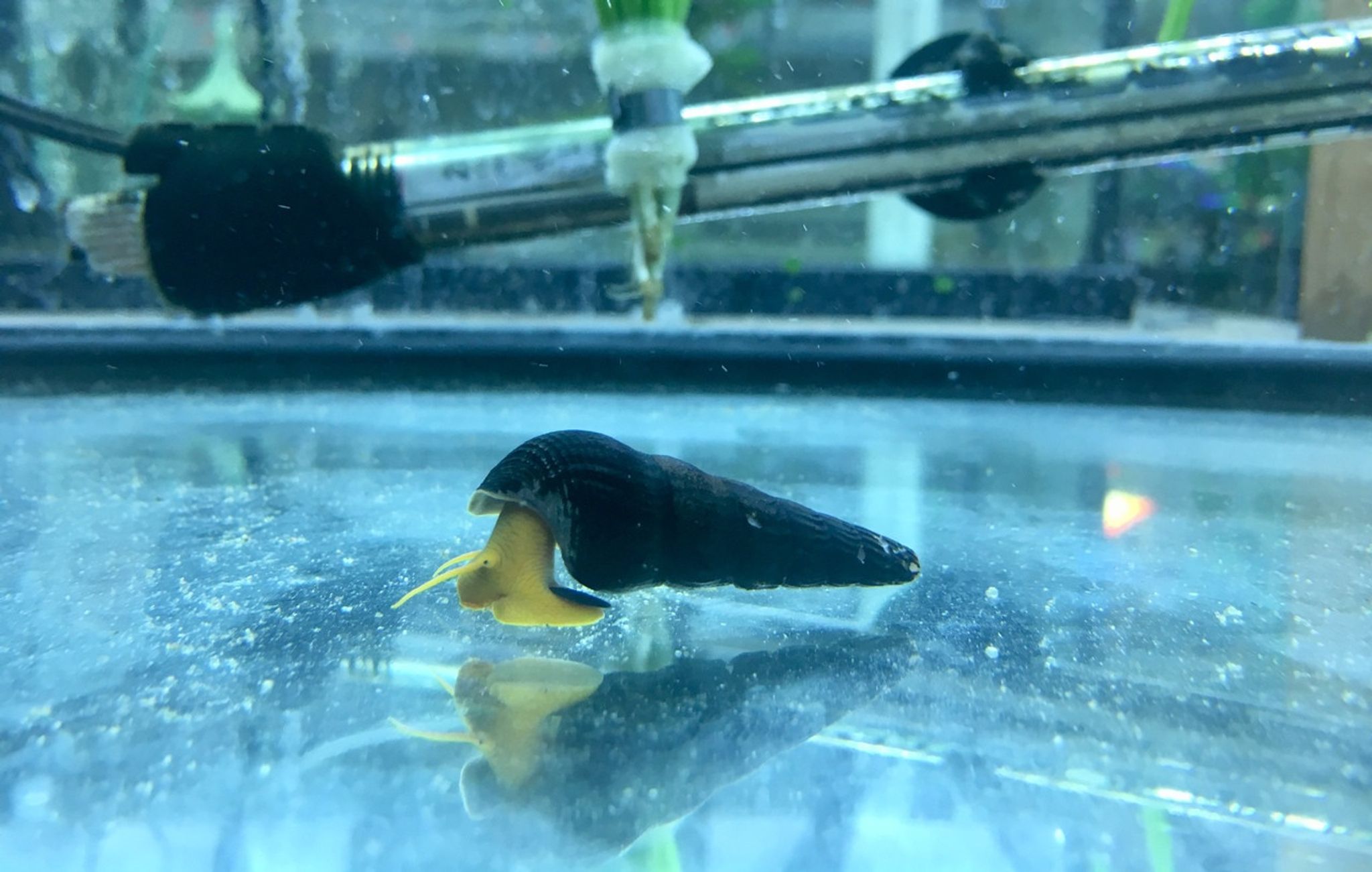 Golden Rabbit Snail