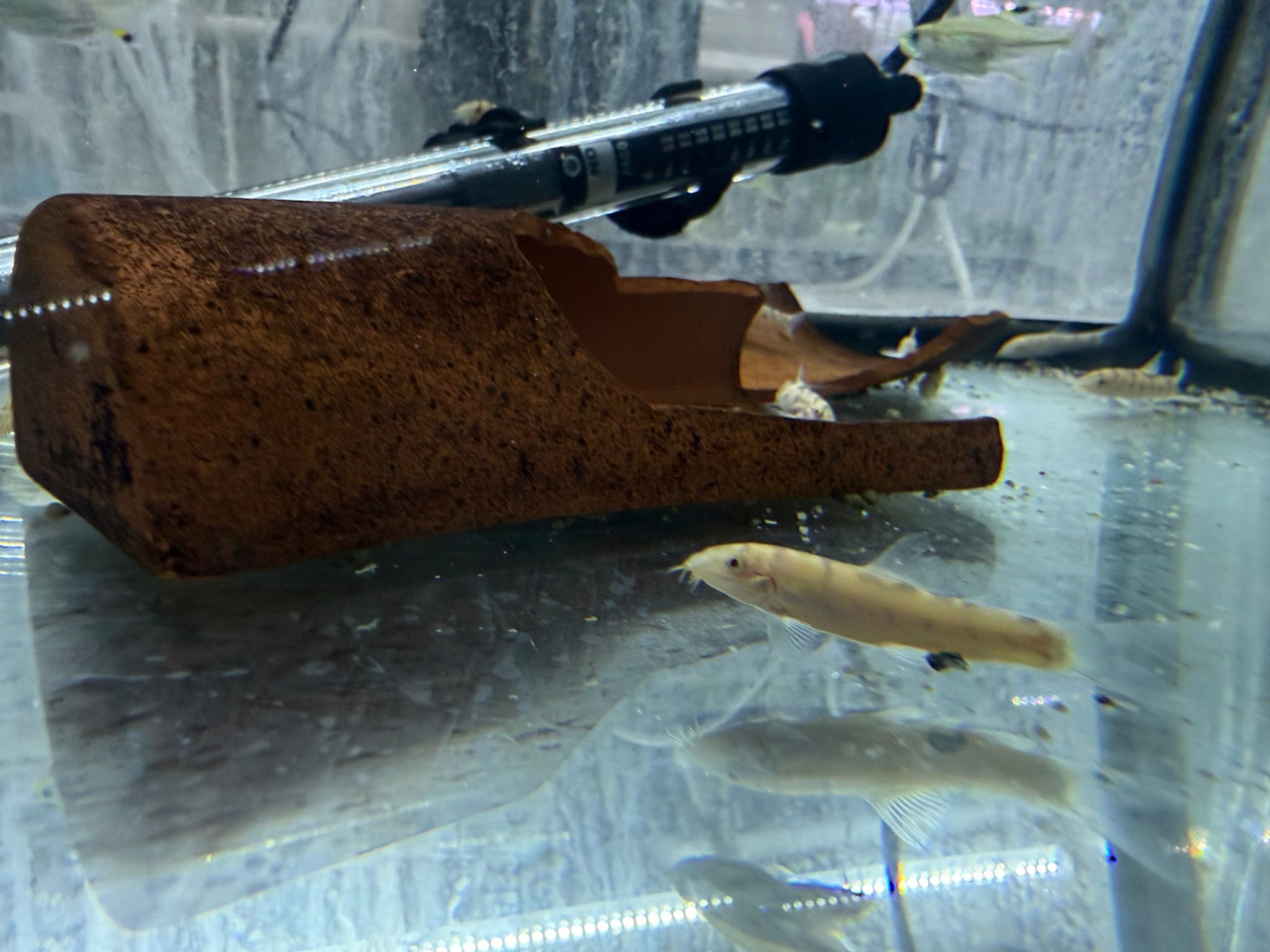 Golden Yoyo Loach - Botia almorhae