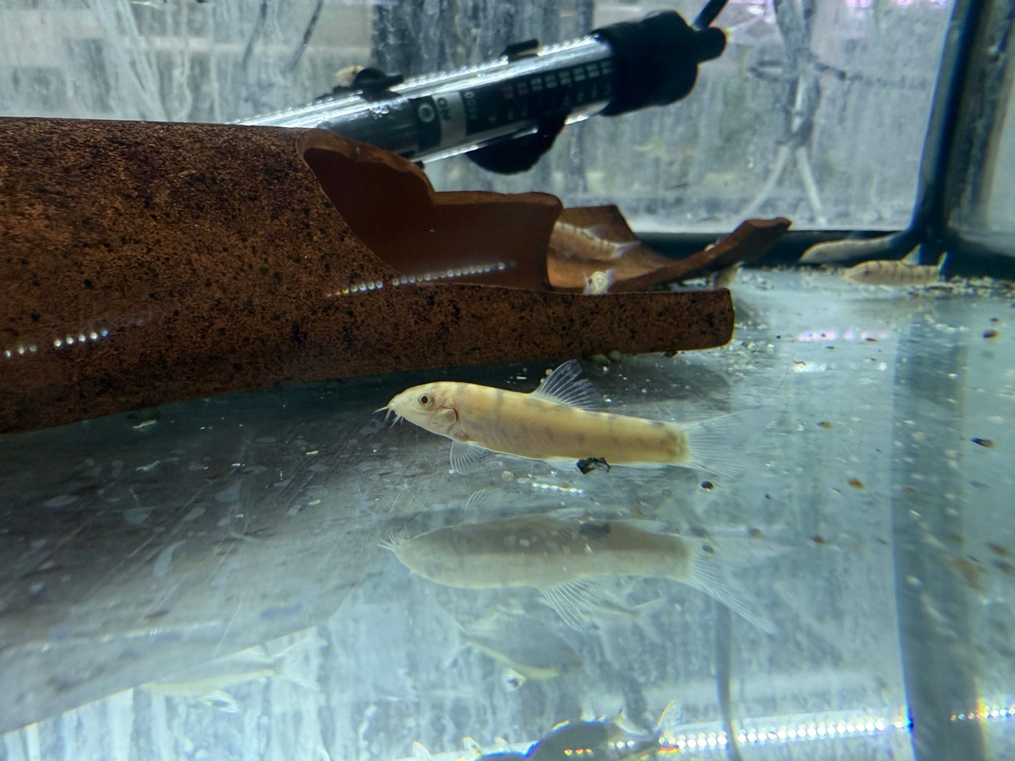 Golden Yoyo Loach - Botia almorhae