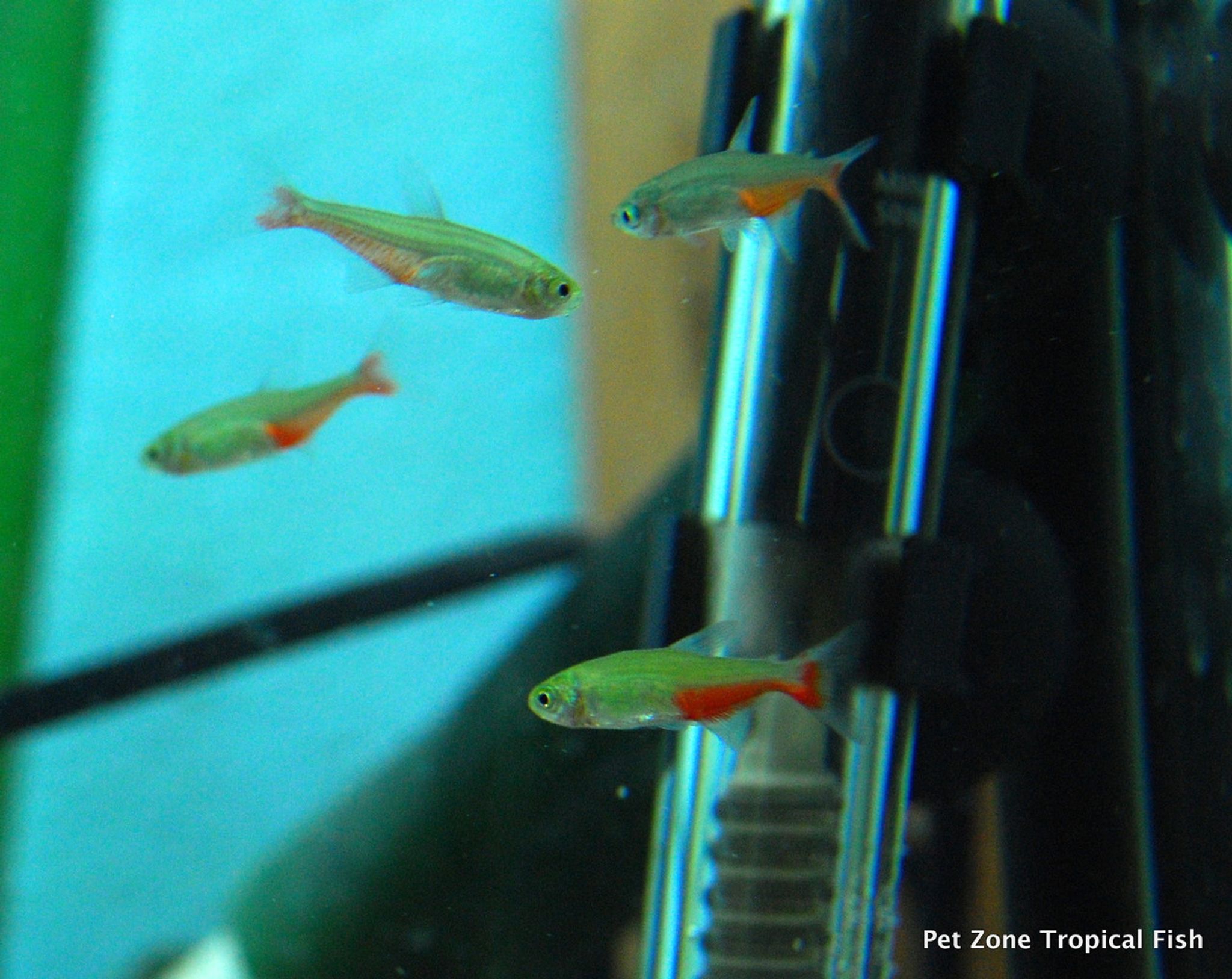 Green Fire Tetra