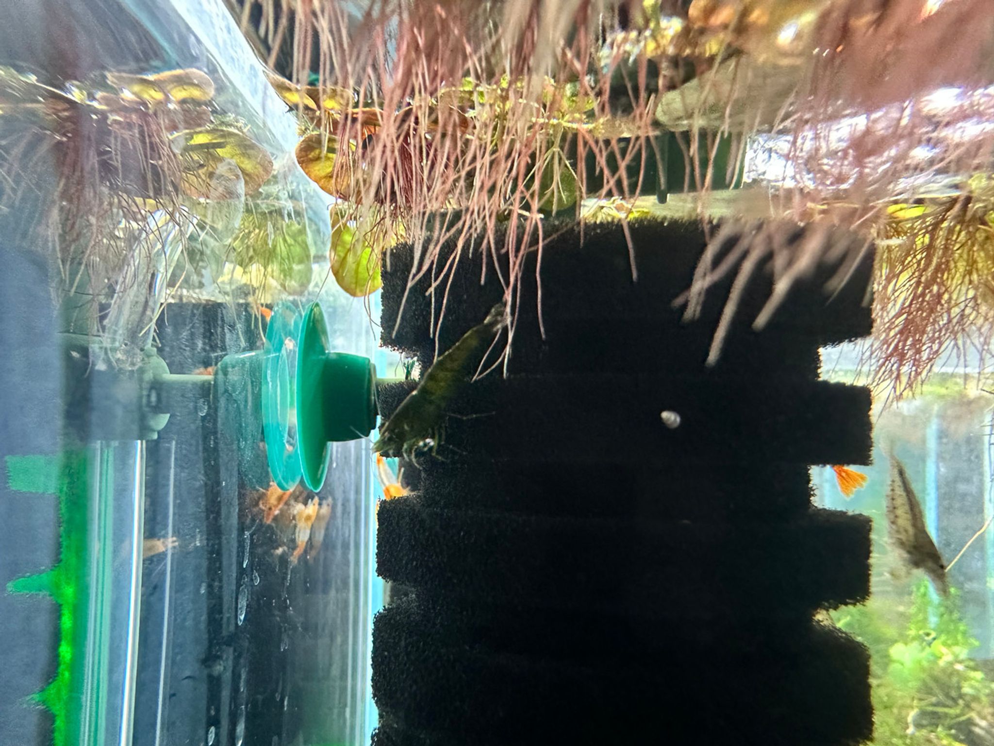 Green Jade Shrimp