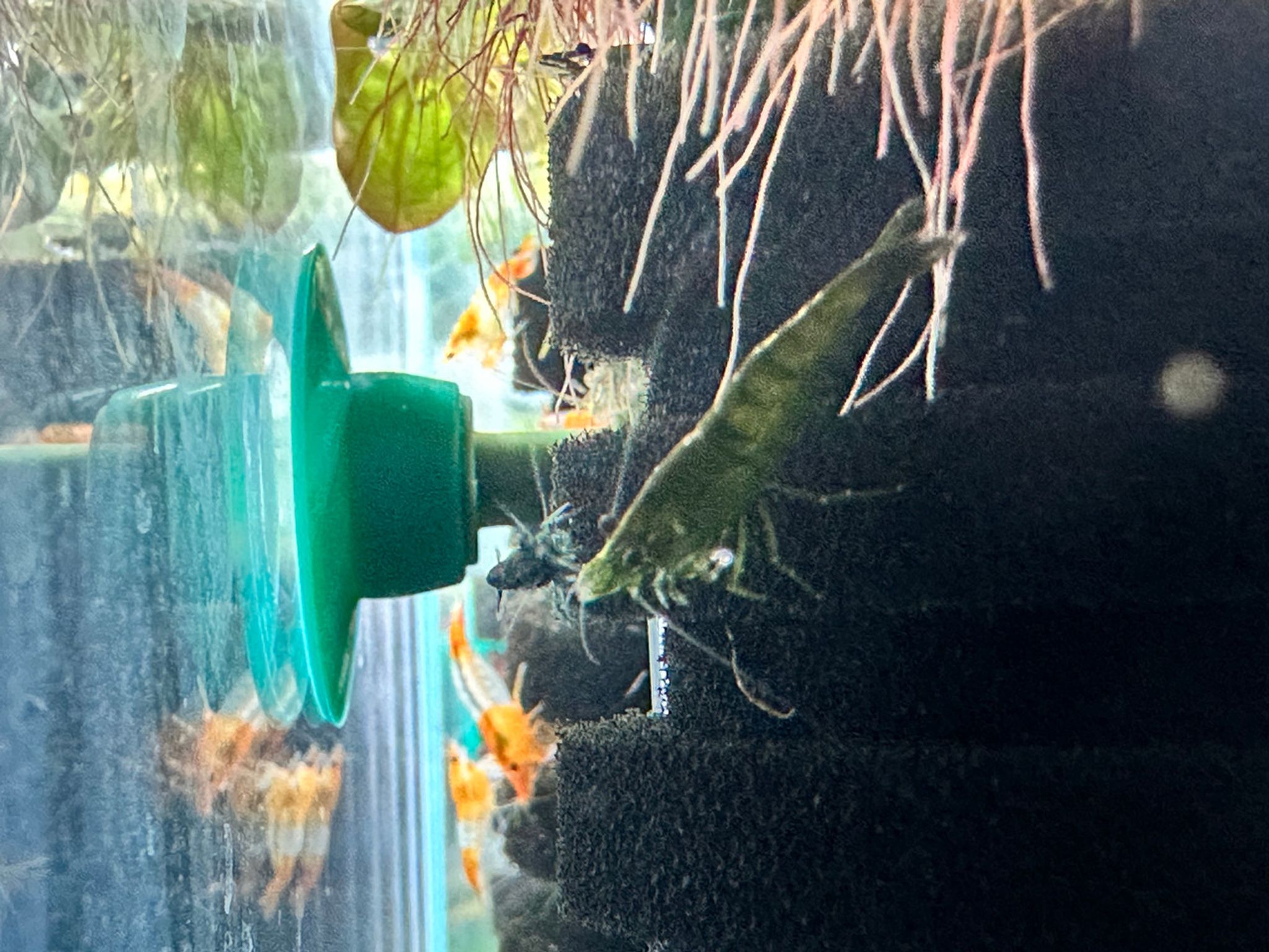 Green Jade Shrimp