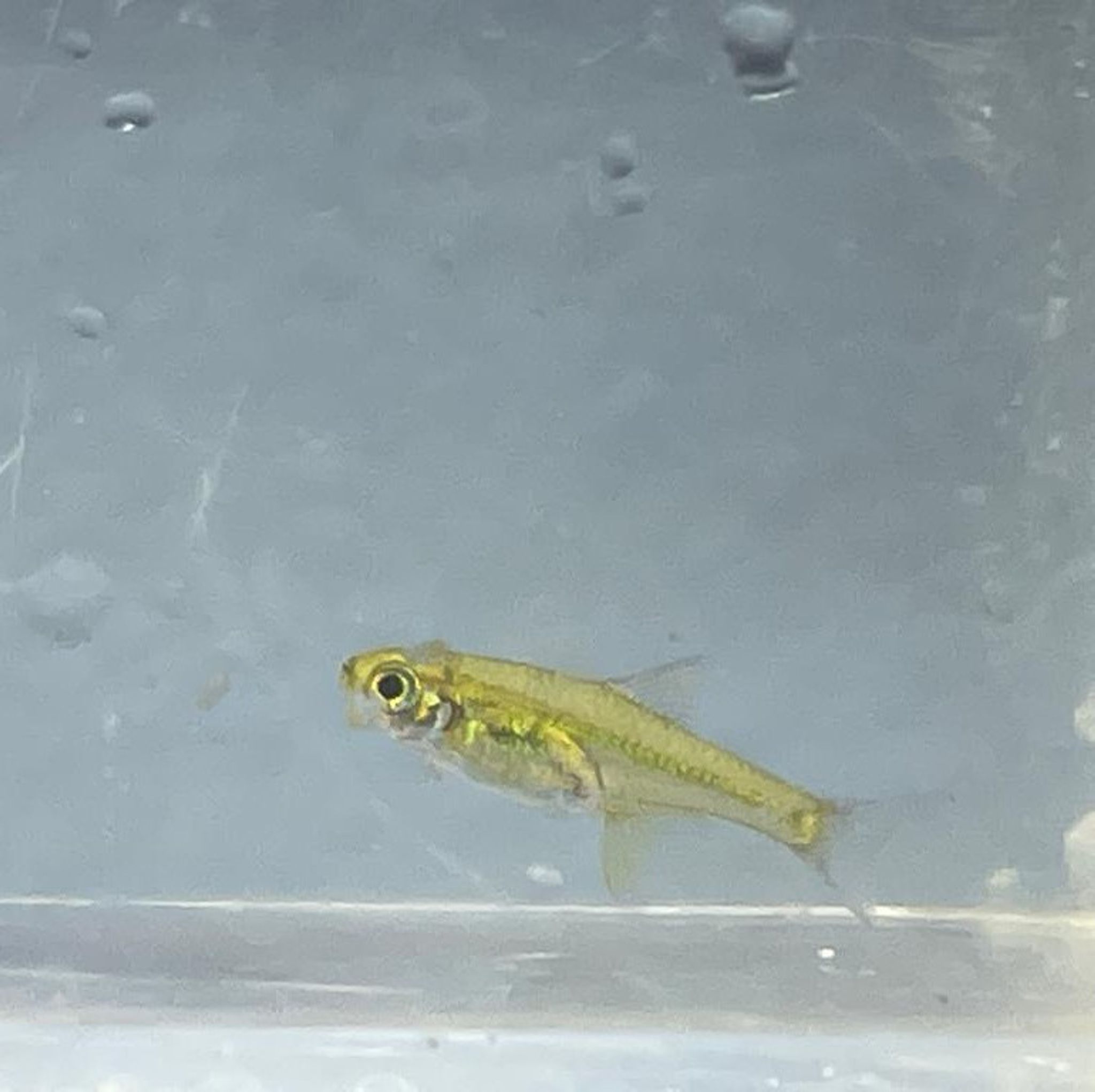 Green Kubotai Rasbora