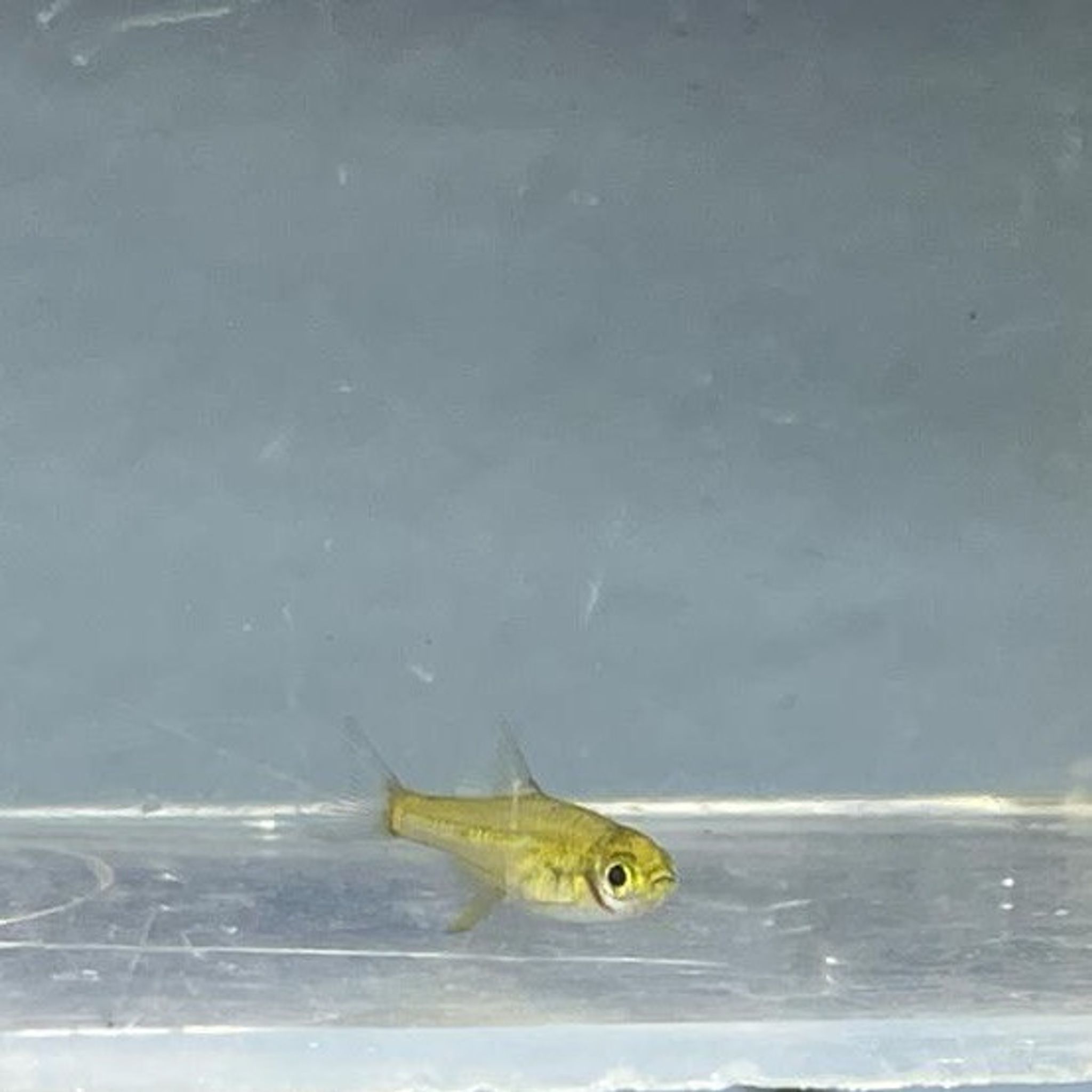 Green Neon Rasbora