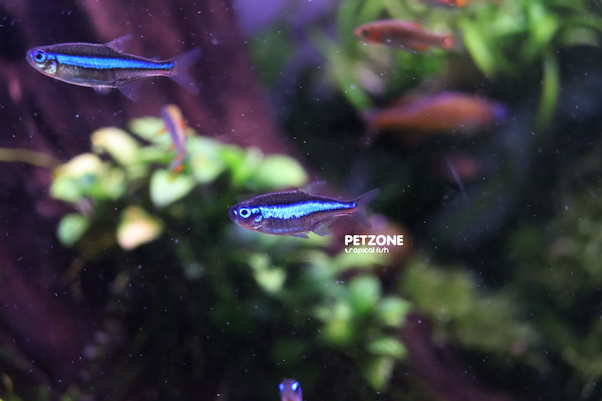 Green Neon Tetra