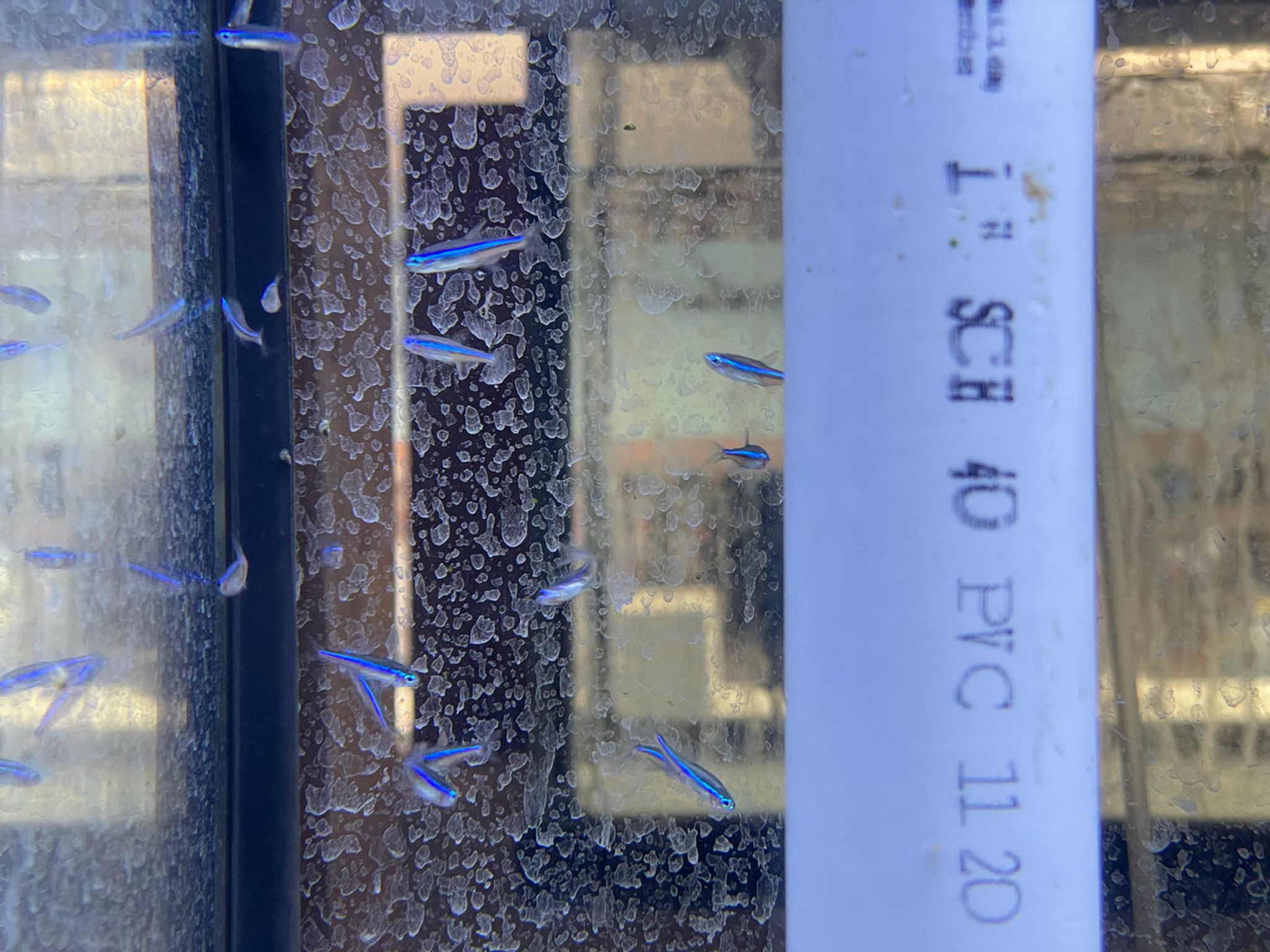 Green Neon Tetra