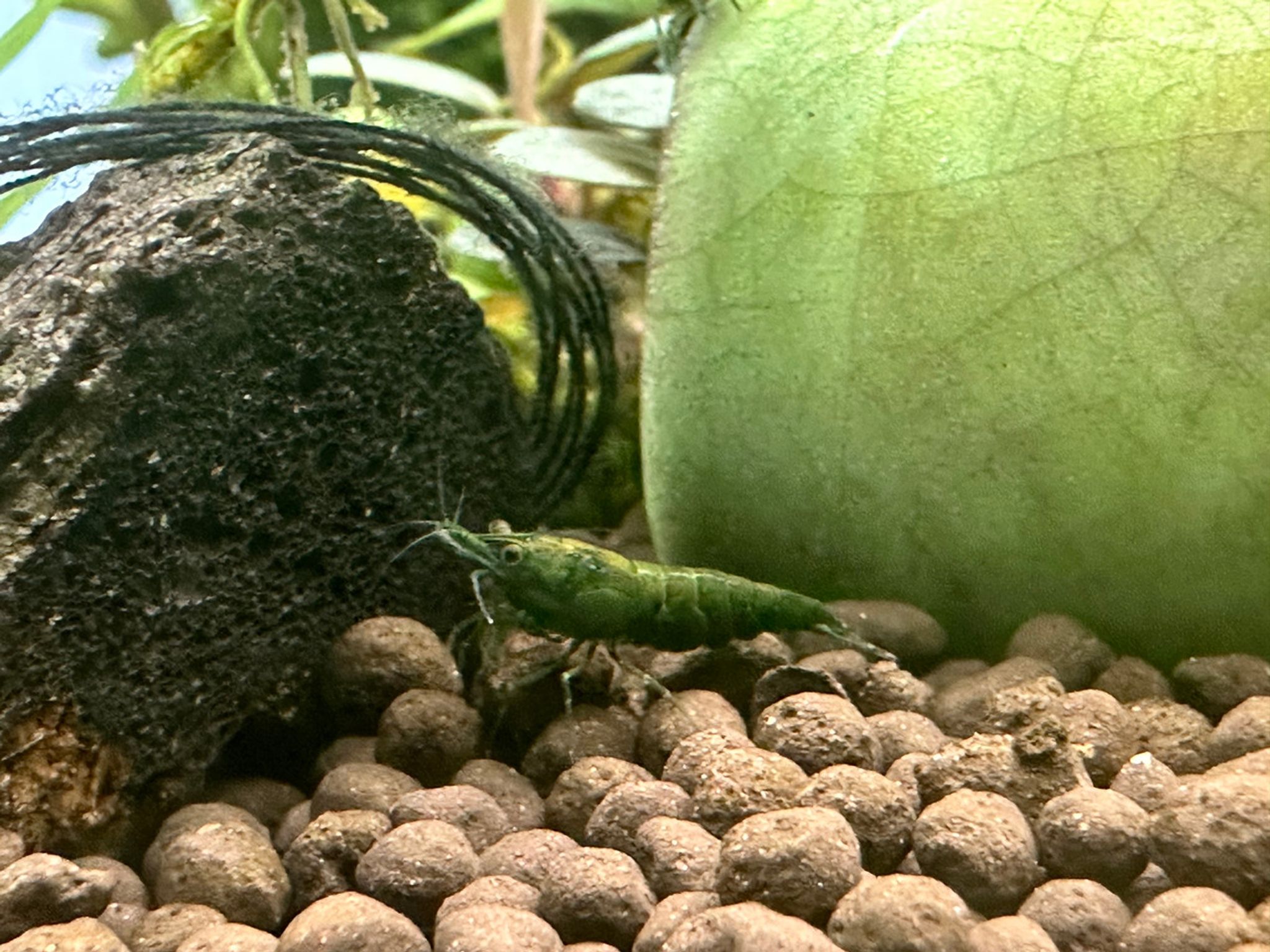 Green Sapphire Shrimp