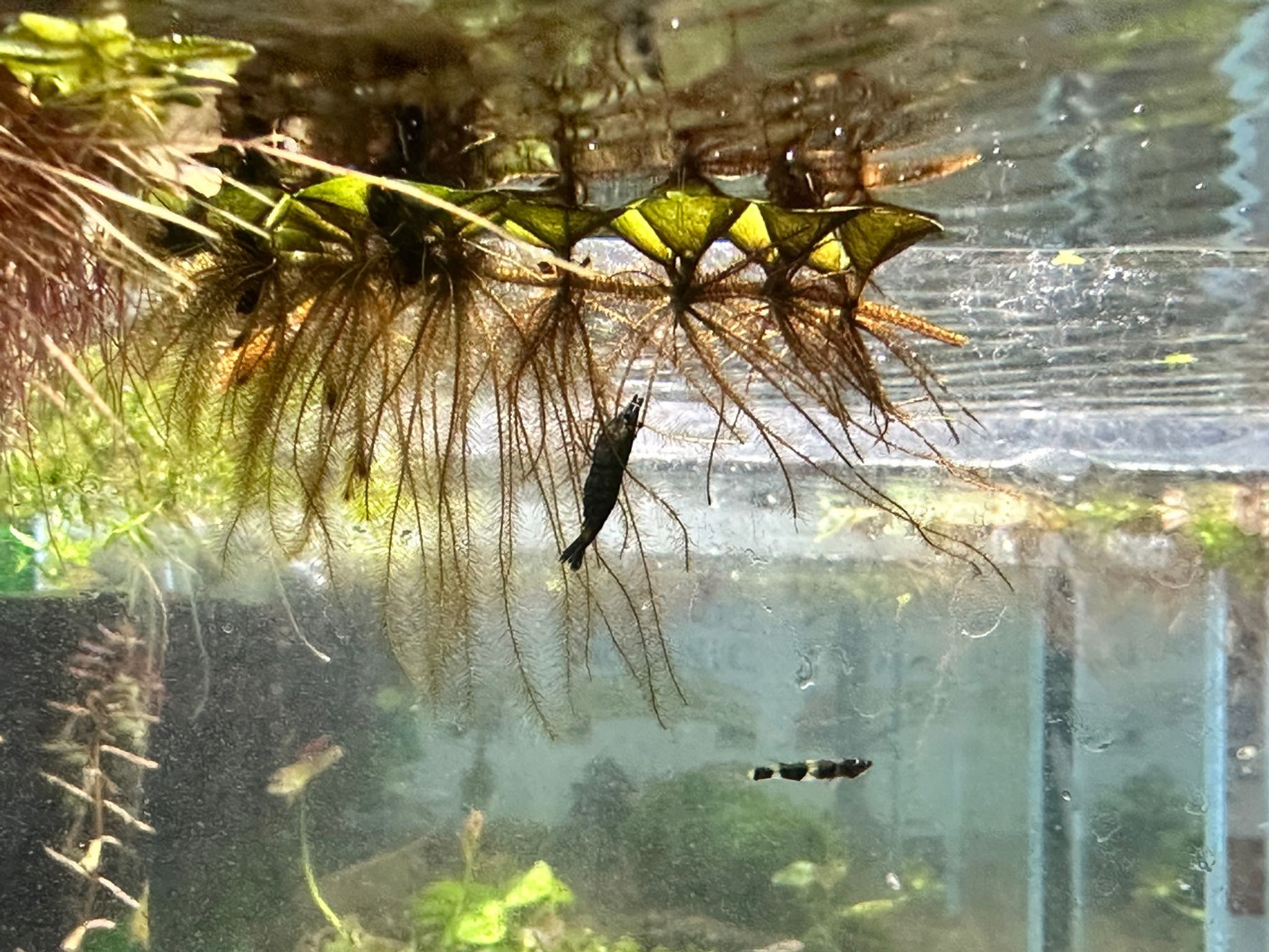 Green Sapphire Shrimp