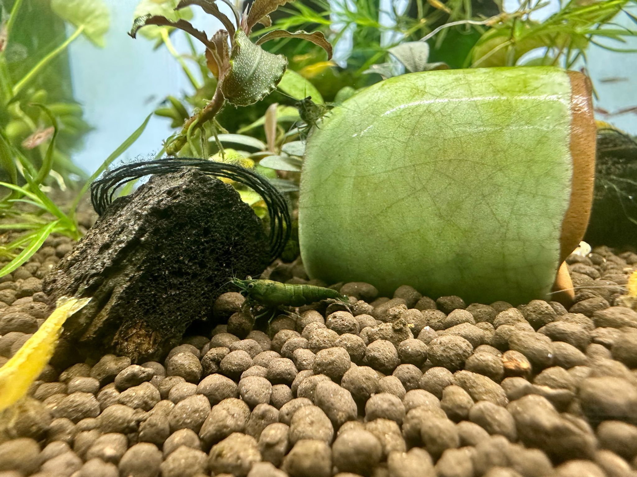Green Sapphire Shrimp