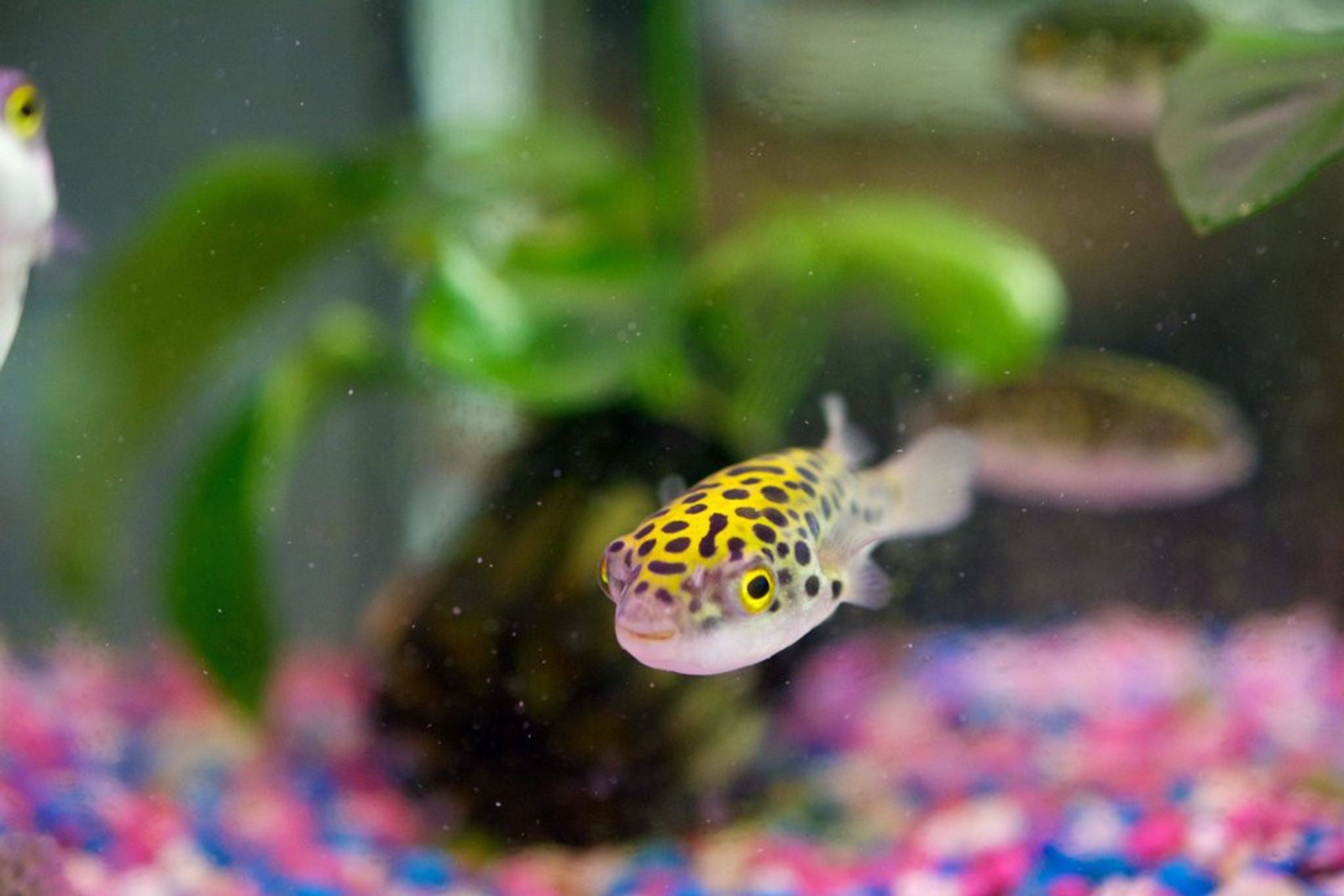 Green Spotted Puffer - GSP