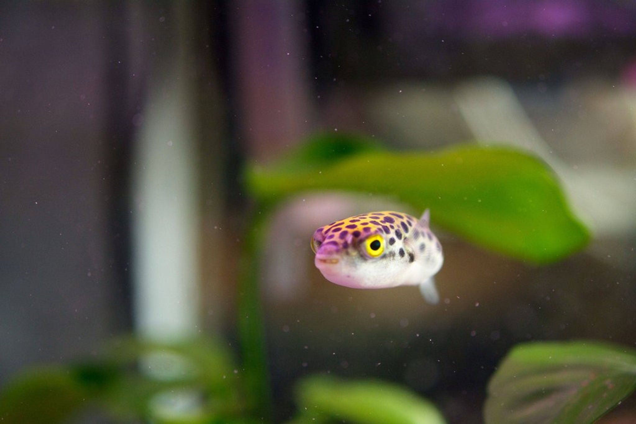 Green Spotted Puffer - GSP