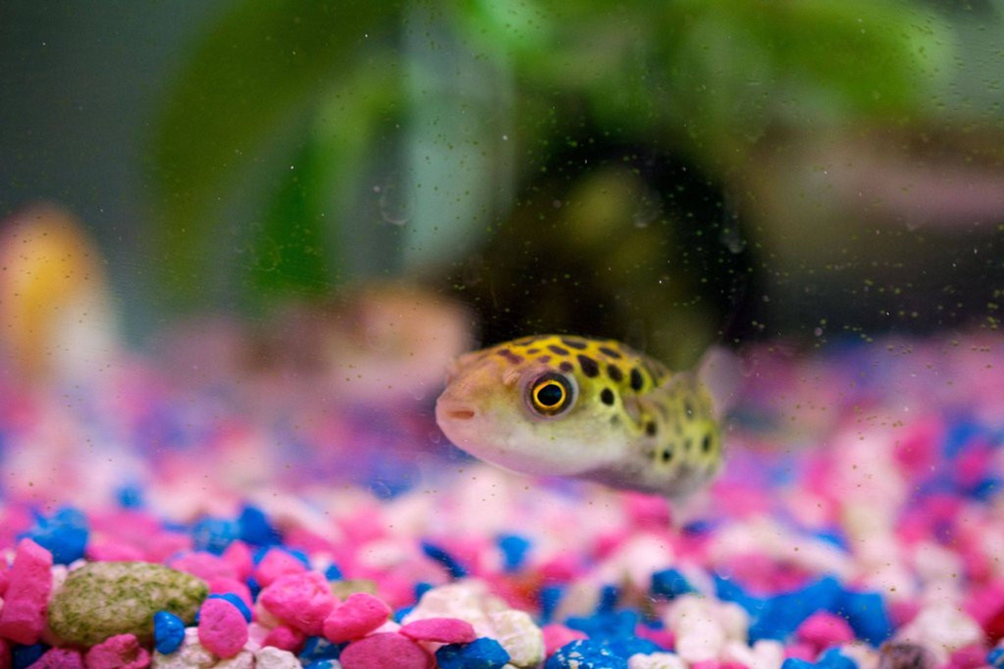 Green Spotted Puffer - GSP