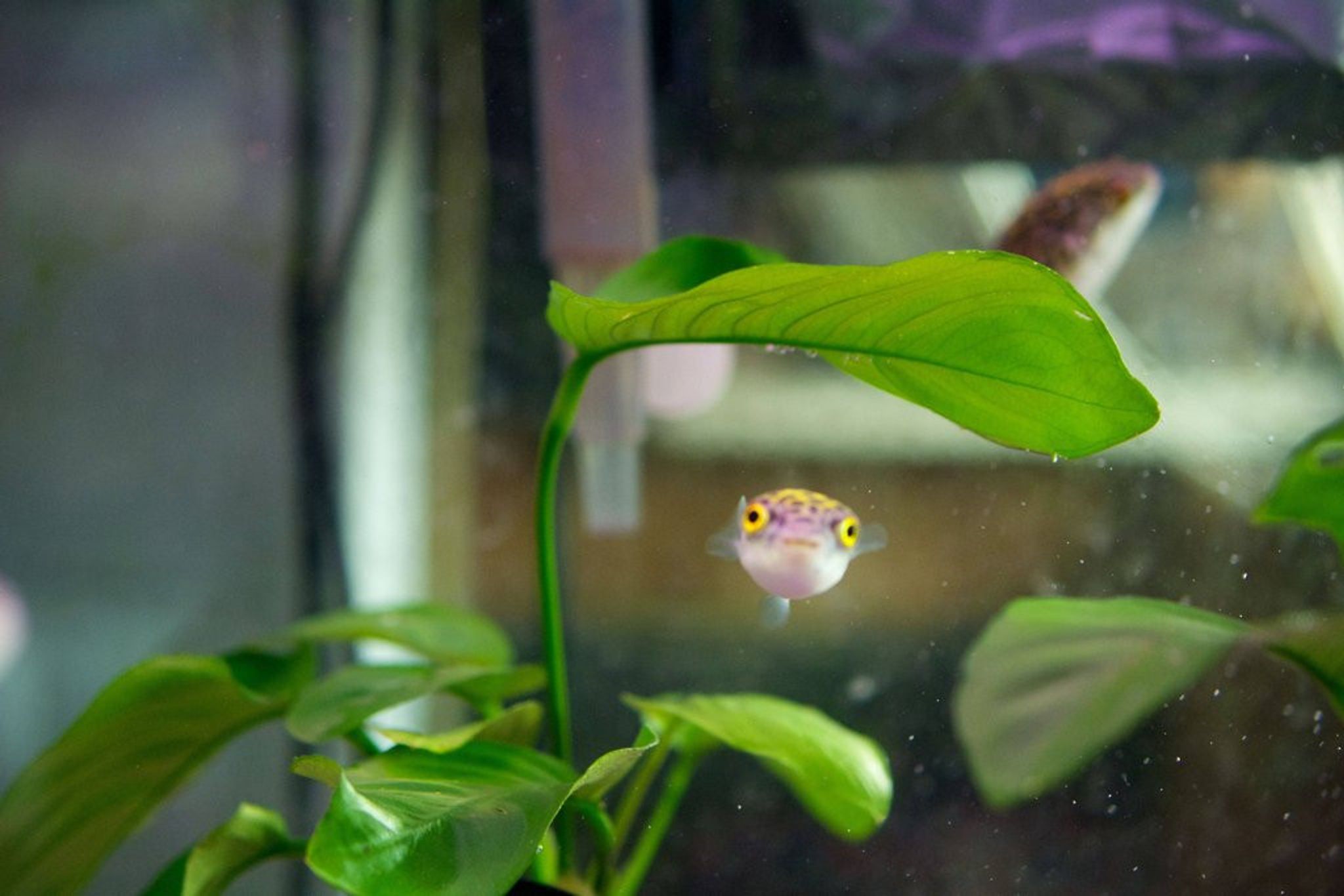 Green Spotted Puffer - GSP