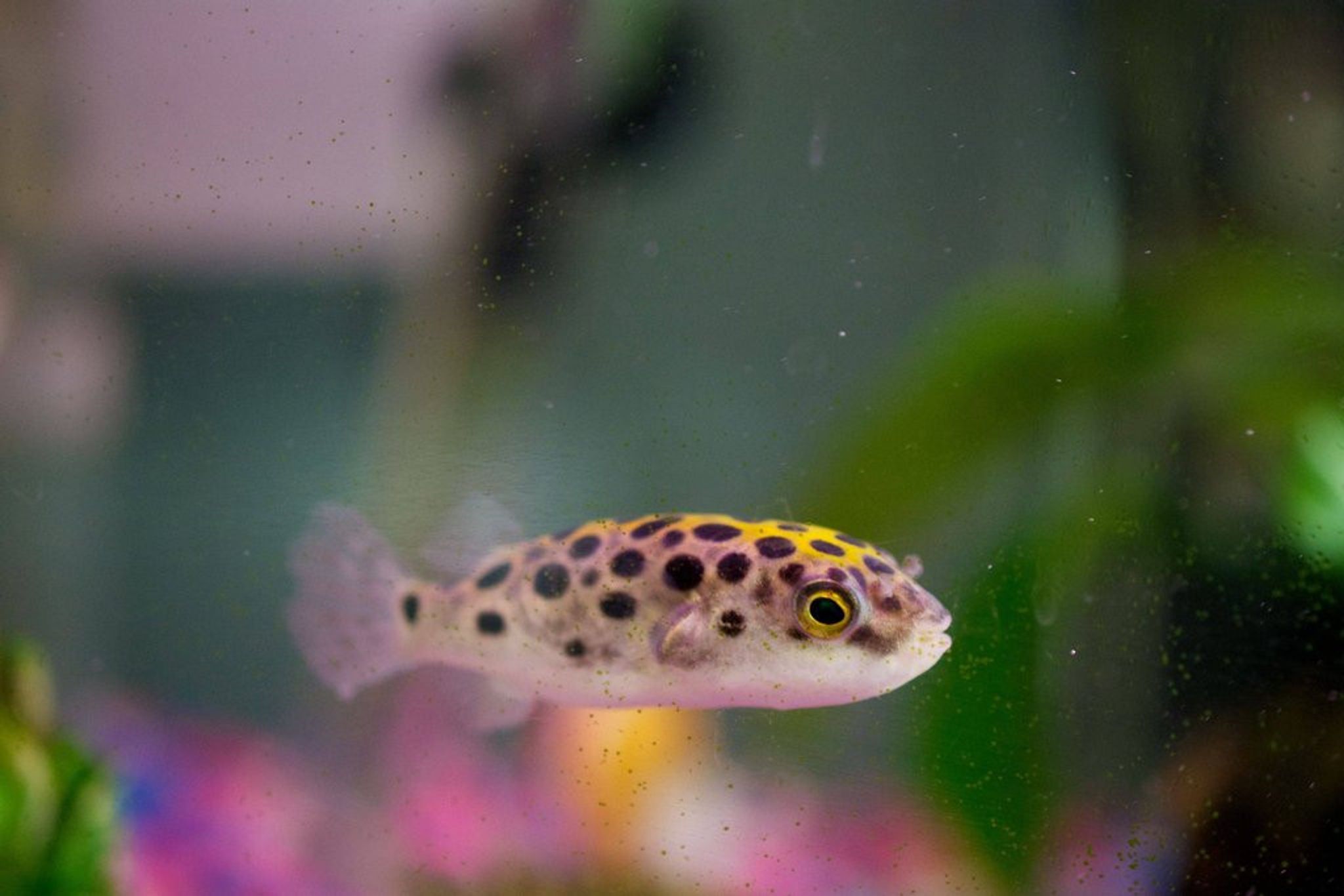 Green Spotted Puffer - GSP
