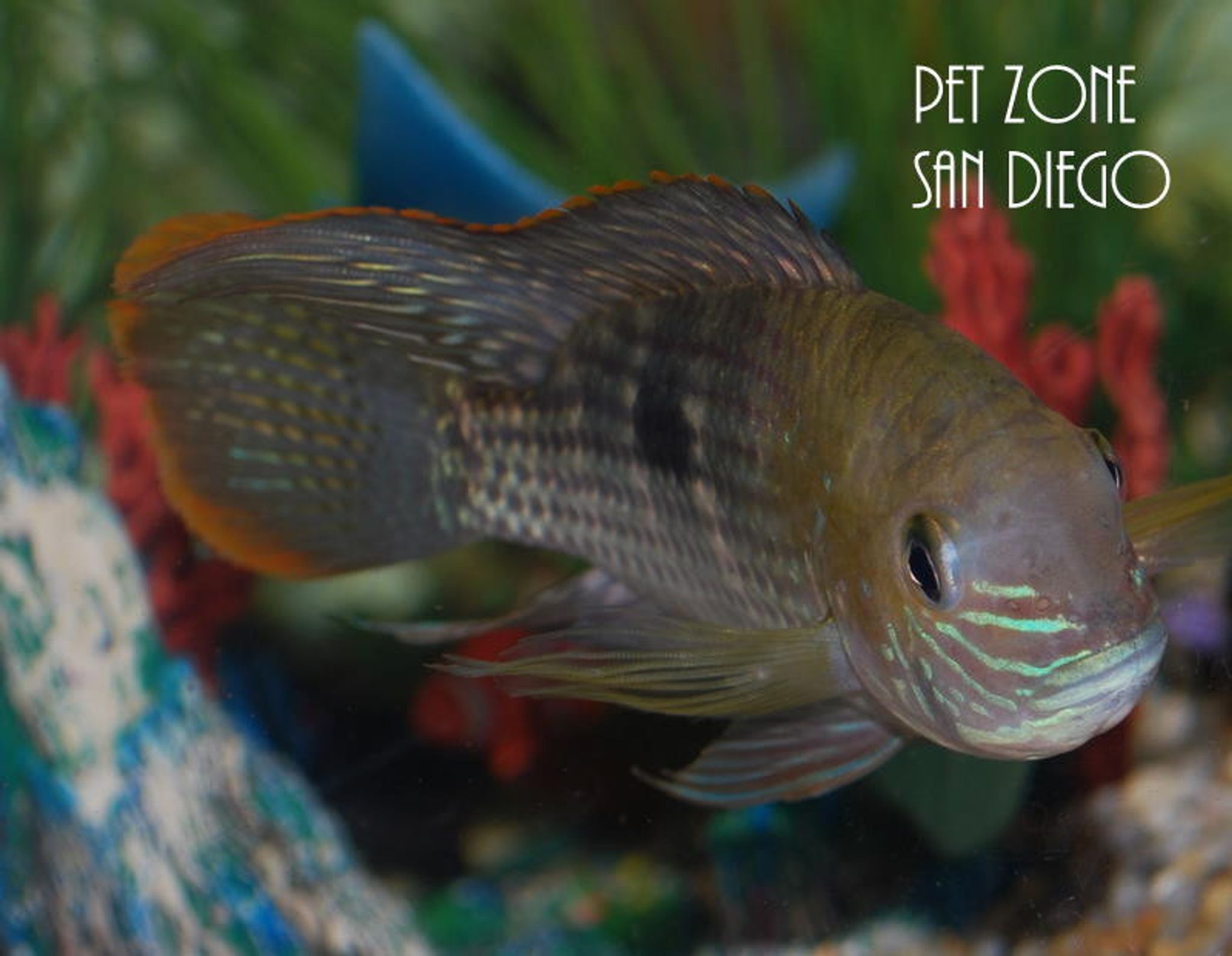 Green Terror Cichlid - Aequidens rivulatus