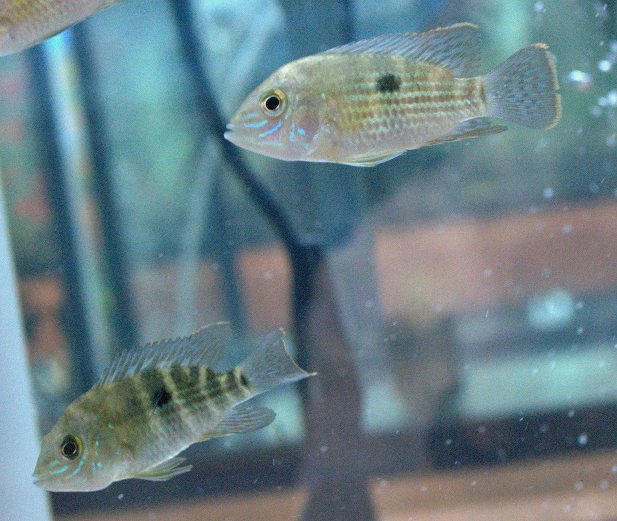 Green Terror Cichlid - Aequidens rivulatus