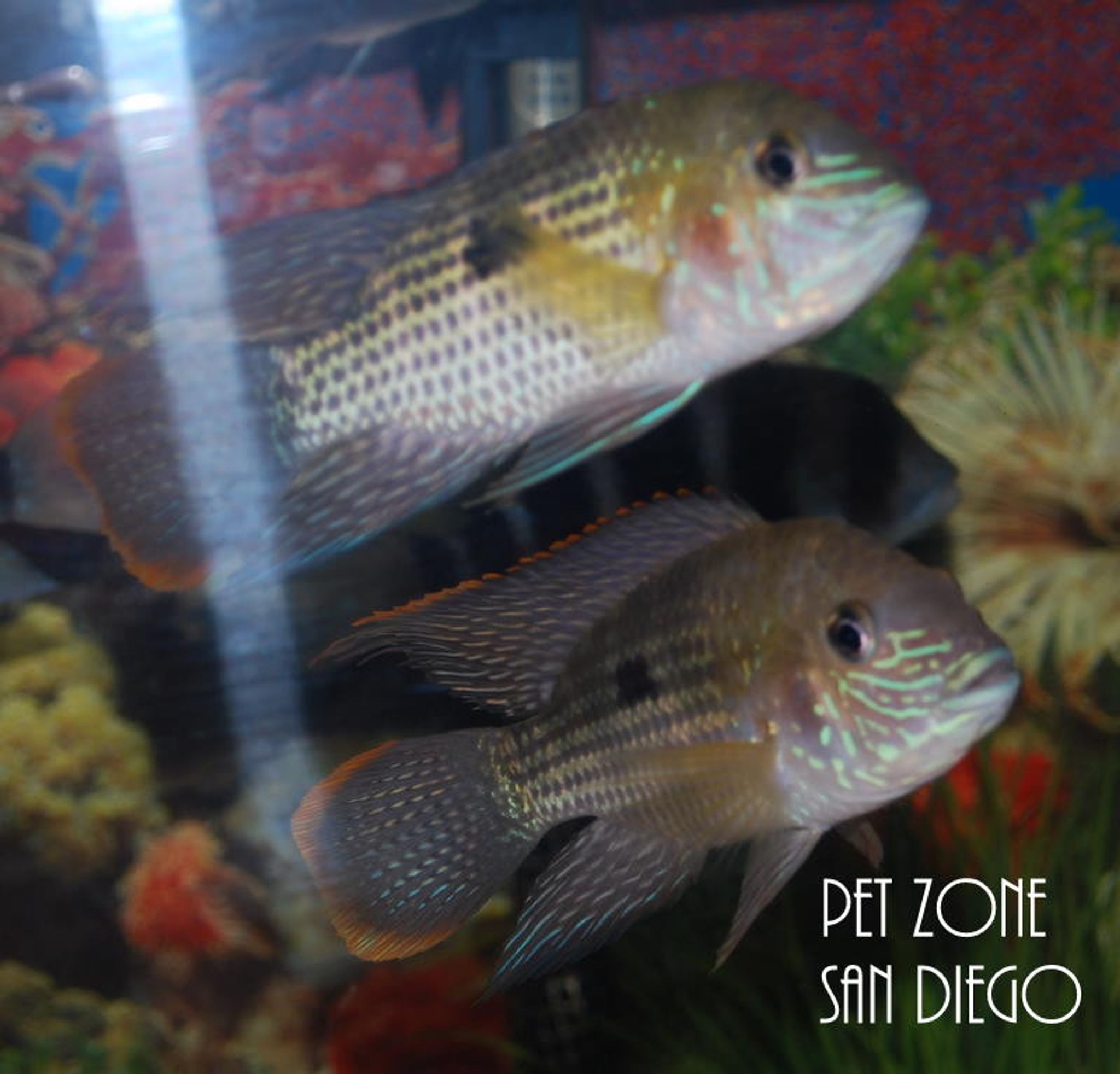 Green Terror Cichlid - Aequidens rivulatus