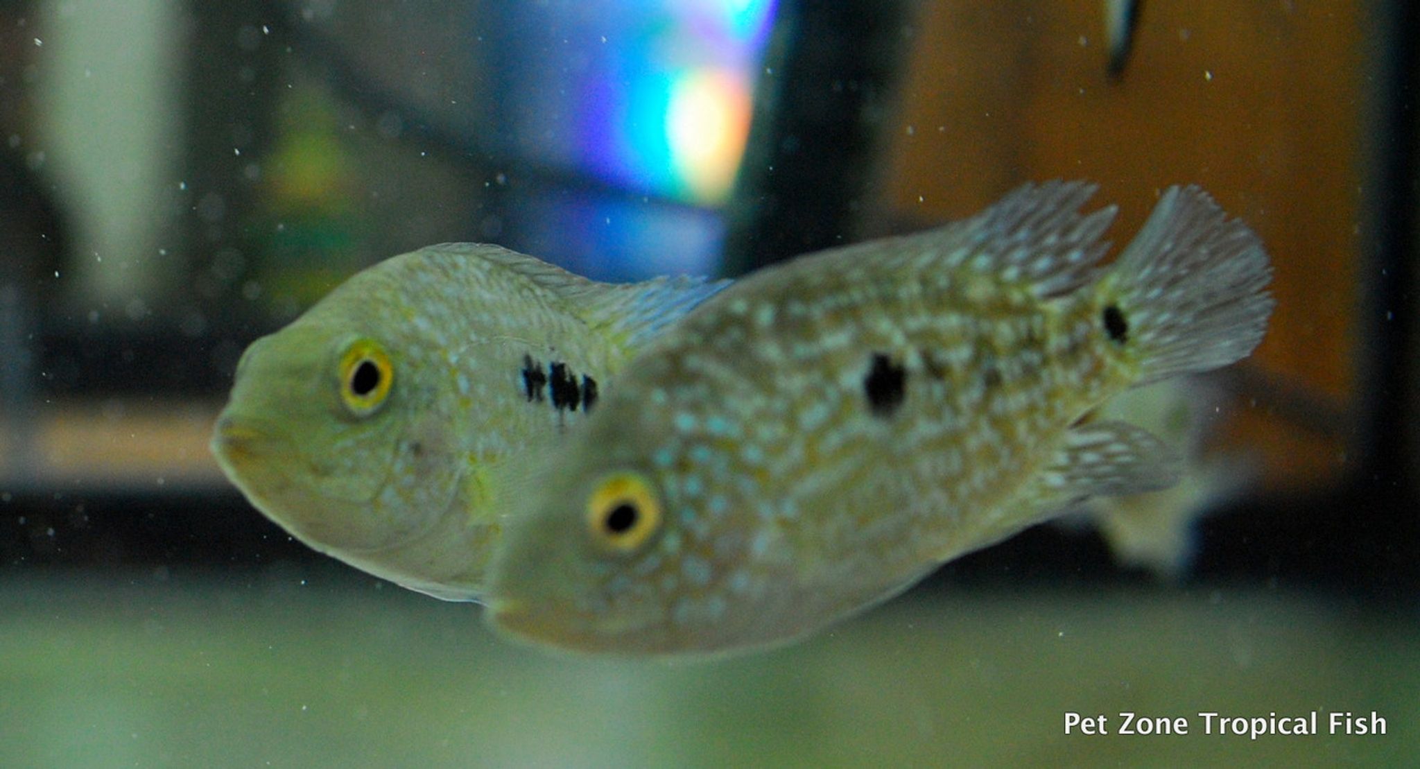 Green Texas Cichlid