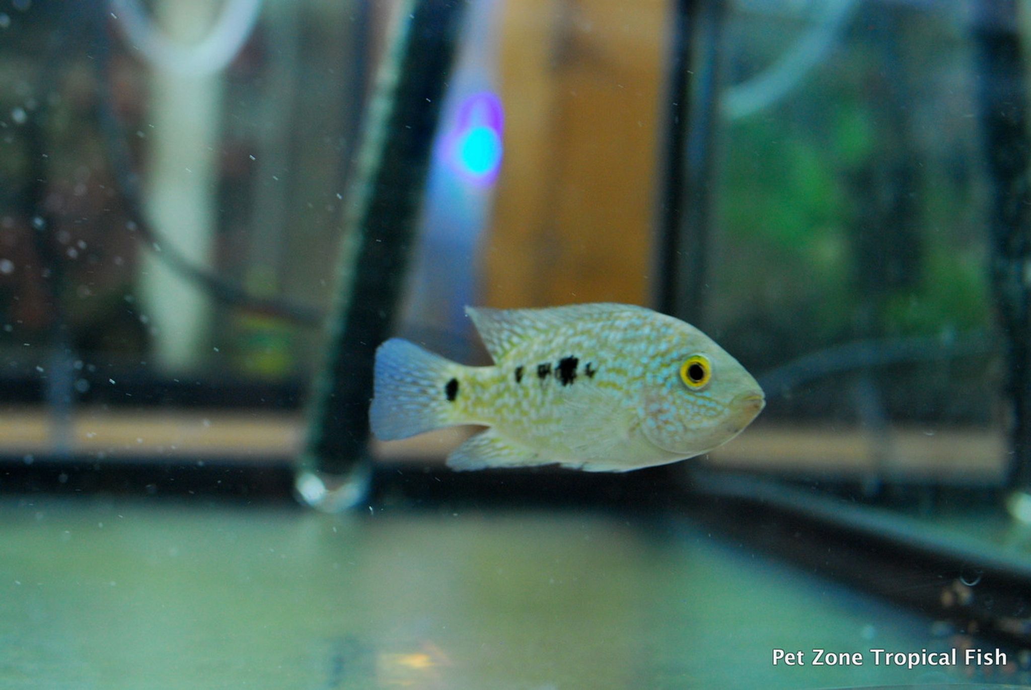 Green Texas Cichlid