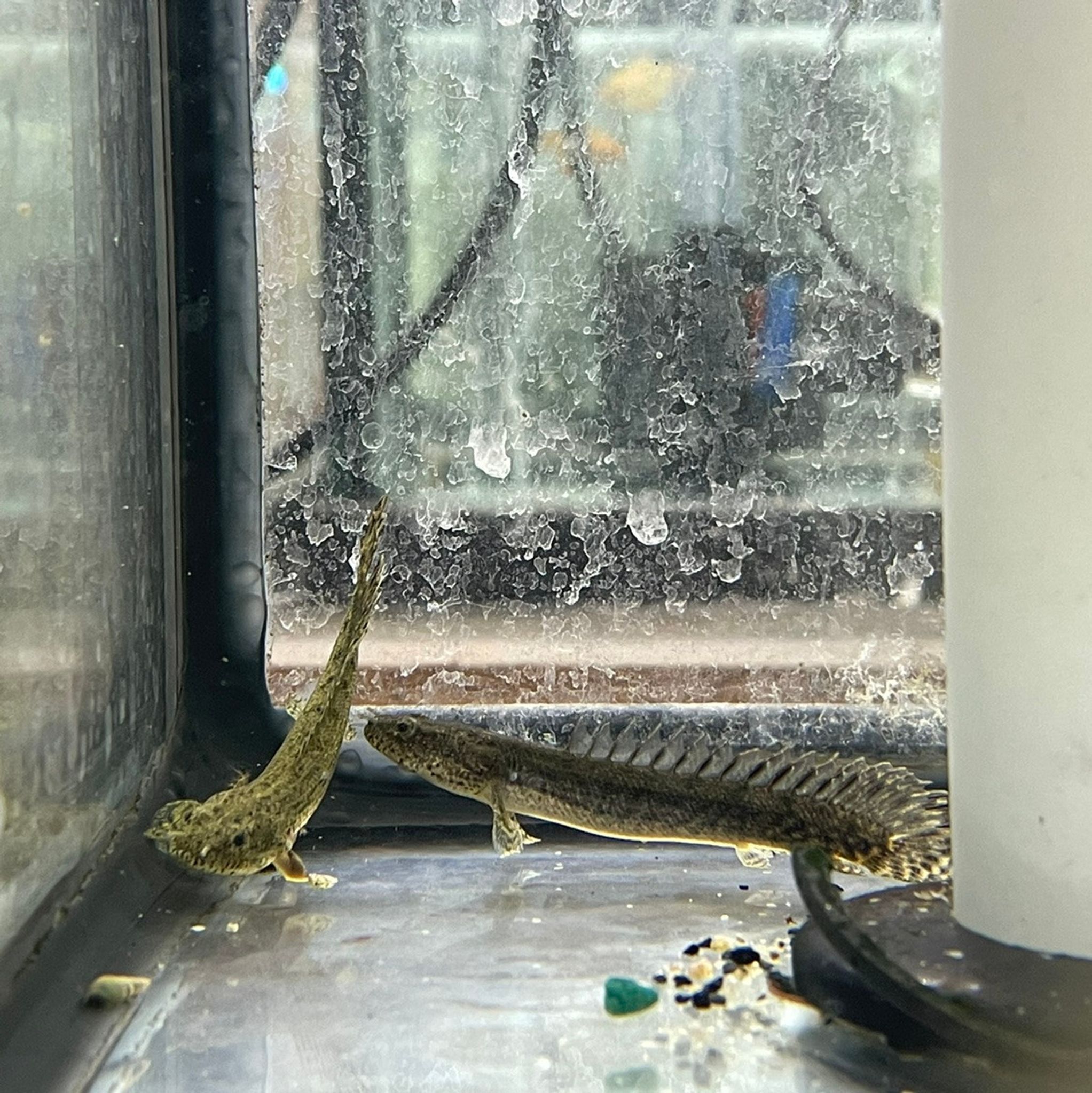 Guinean Bichir (Ansorge's Bichir) – Polypterus ansorgii