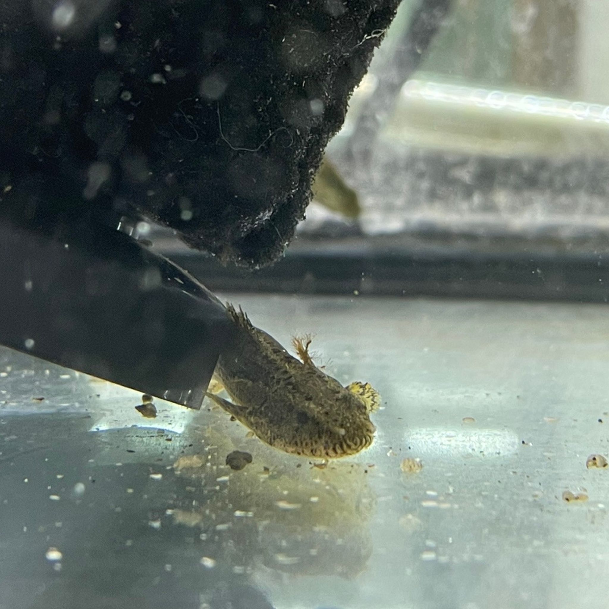 Guinean Bichir (Ansorge's Bichir) – Polypterus ansorgii