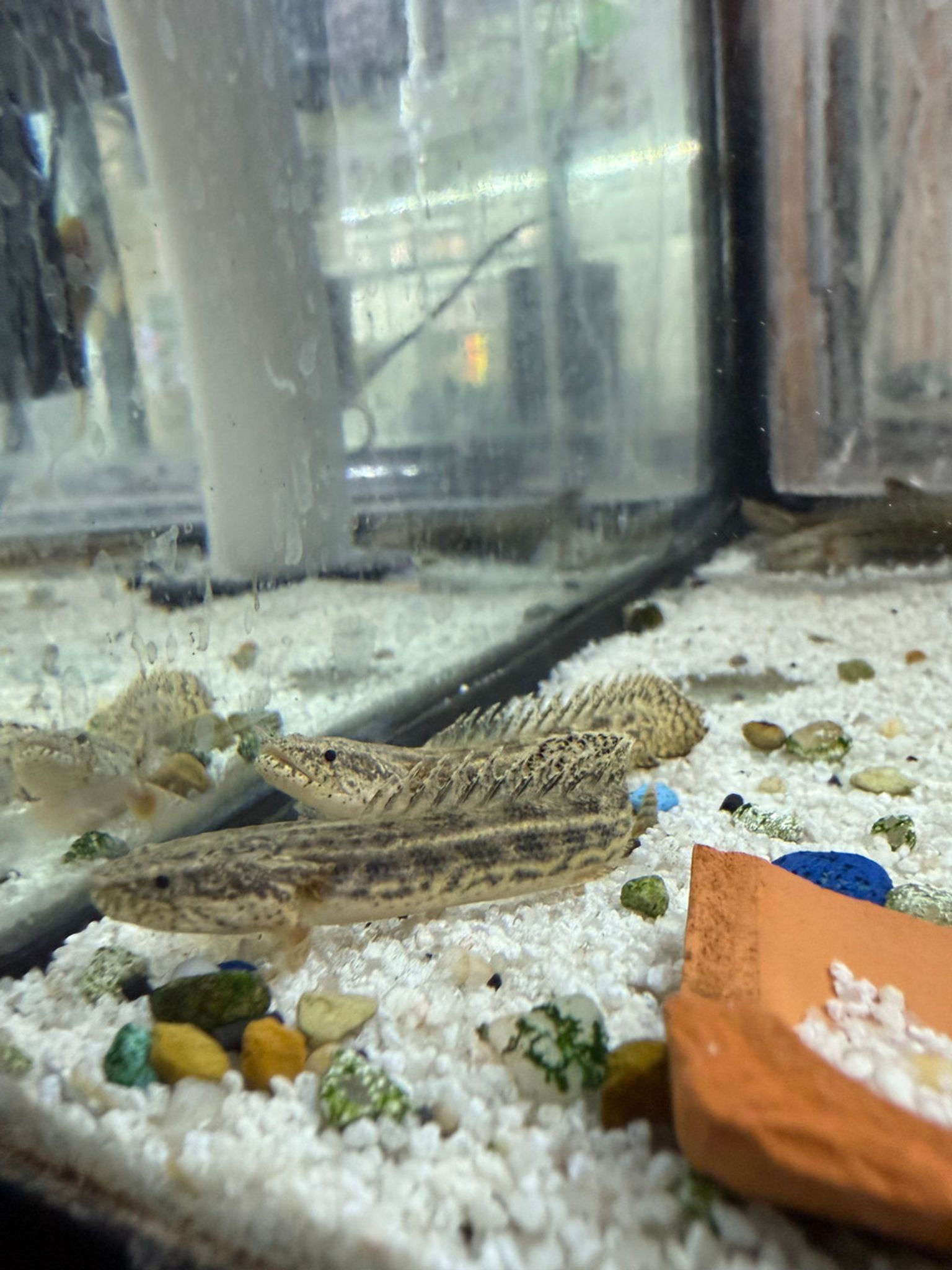 Guinean Bichir (Ansorge's Bichir) – Polypterus ansorgii