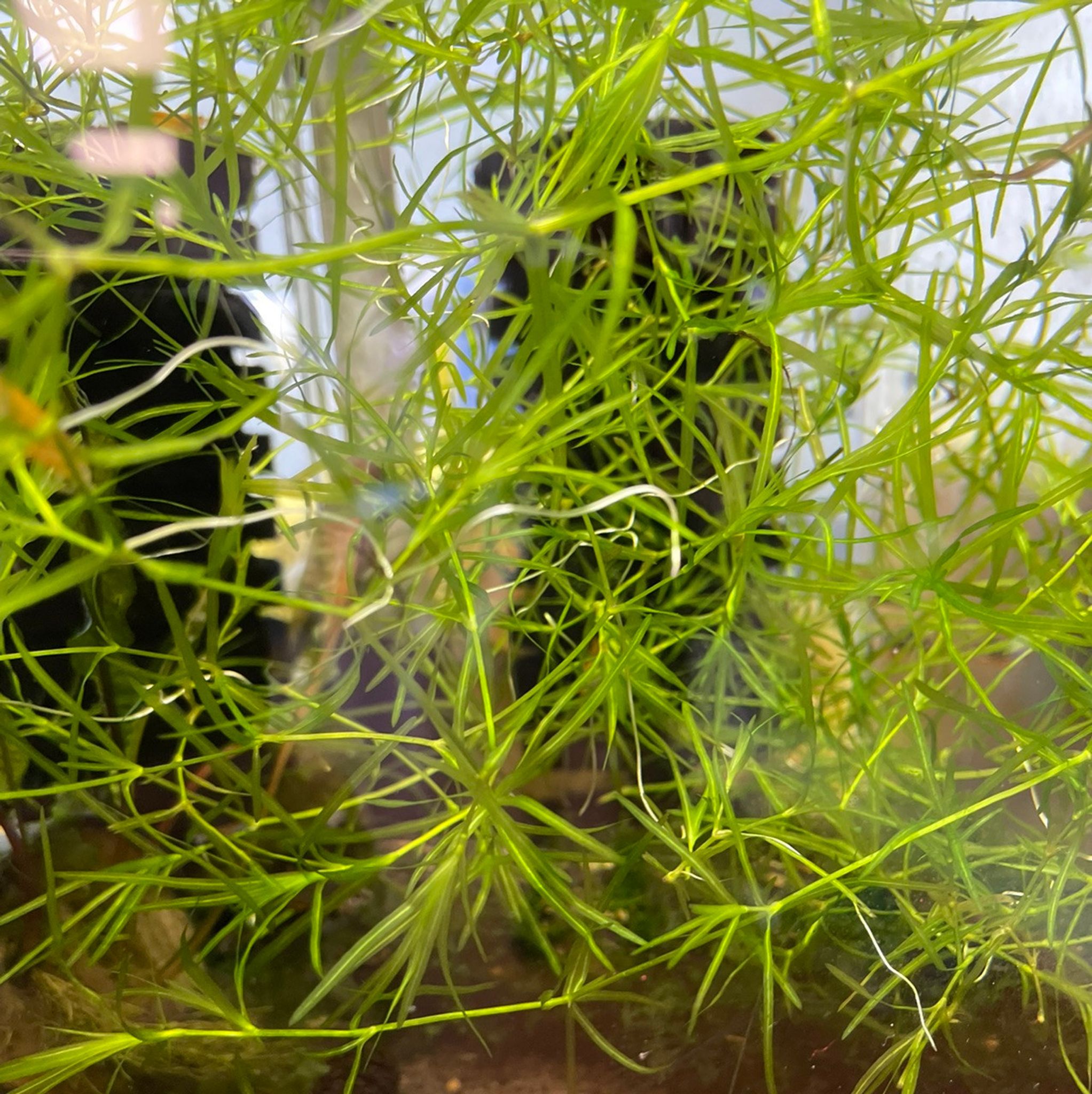 Guppy Grass
