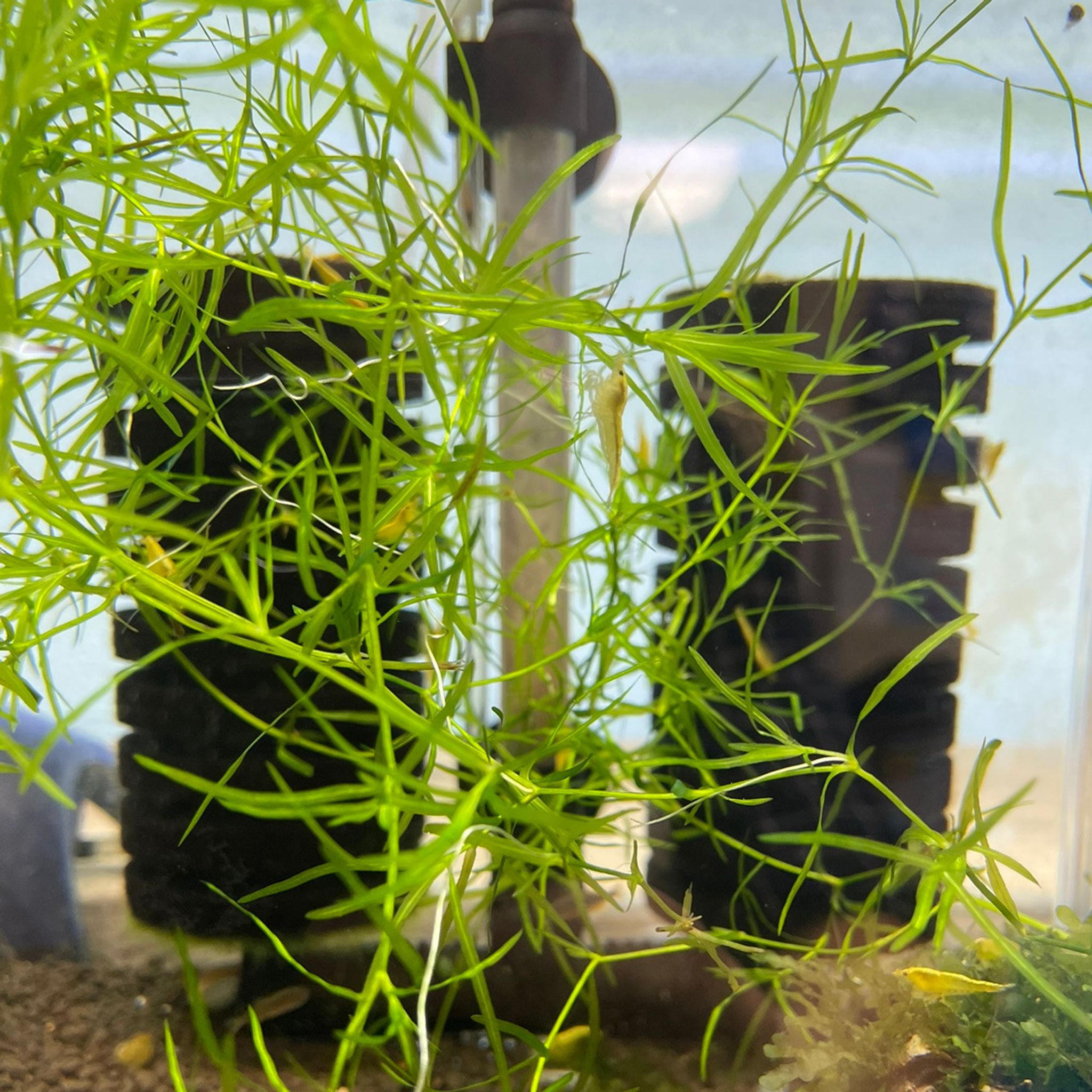 Guppy Grass