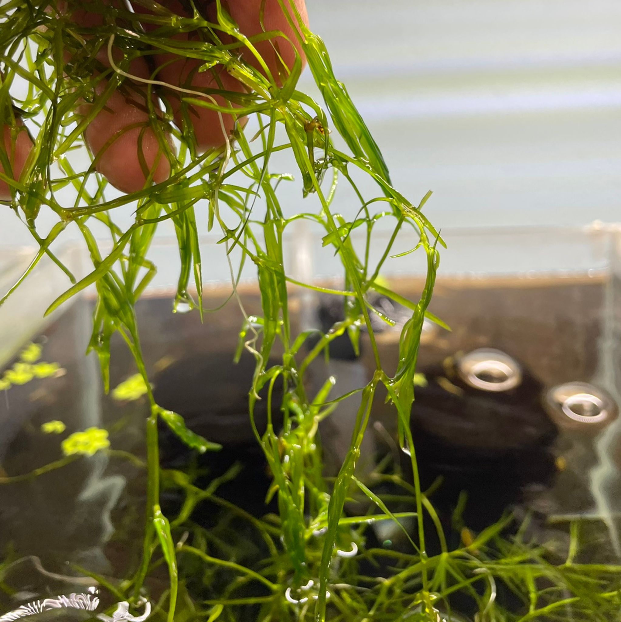 Guppy Grass