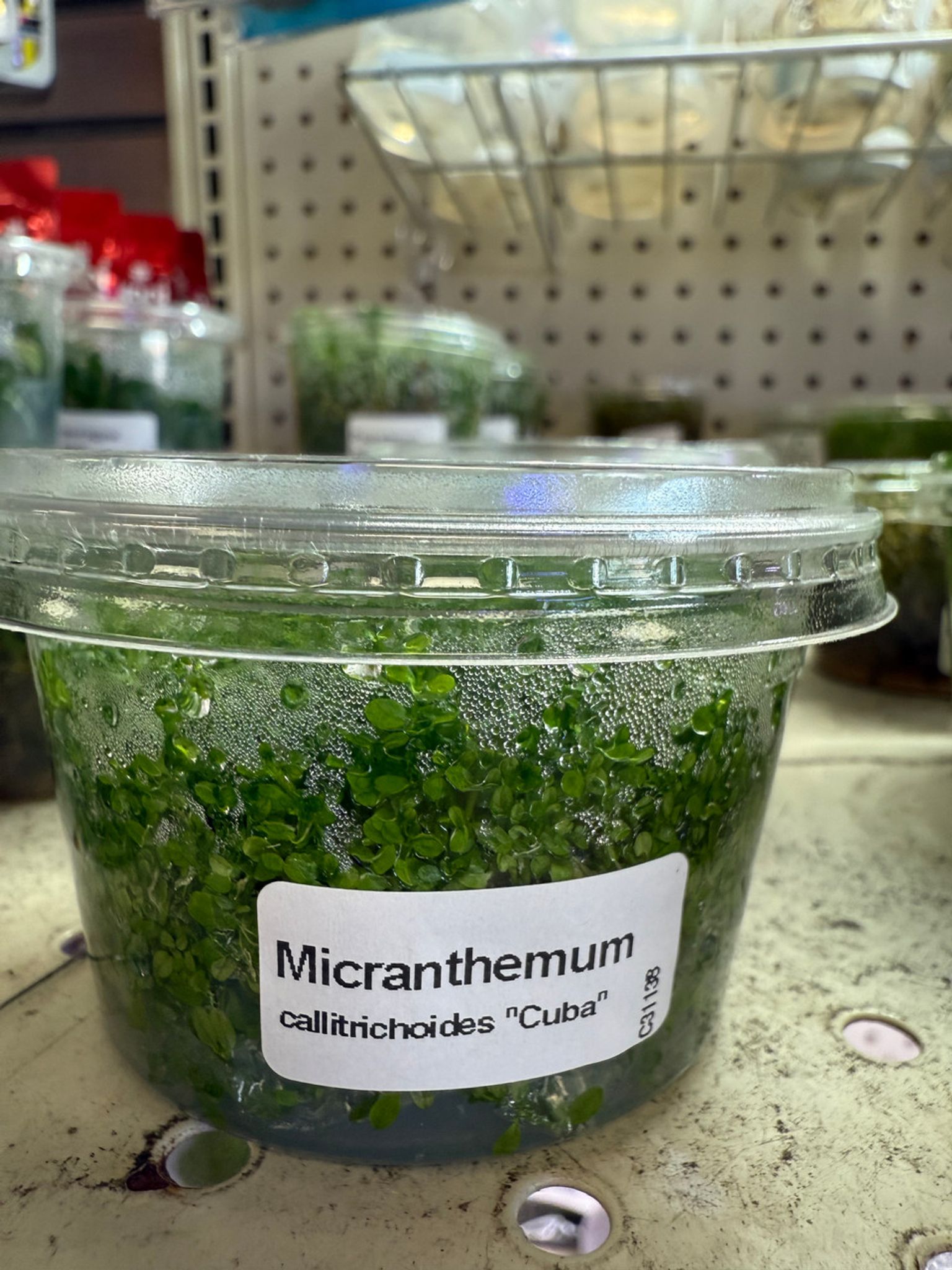 Hemianthus Callitrichoides 'Cuba' Dwarf Baby Tears TC