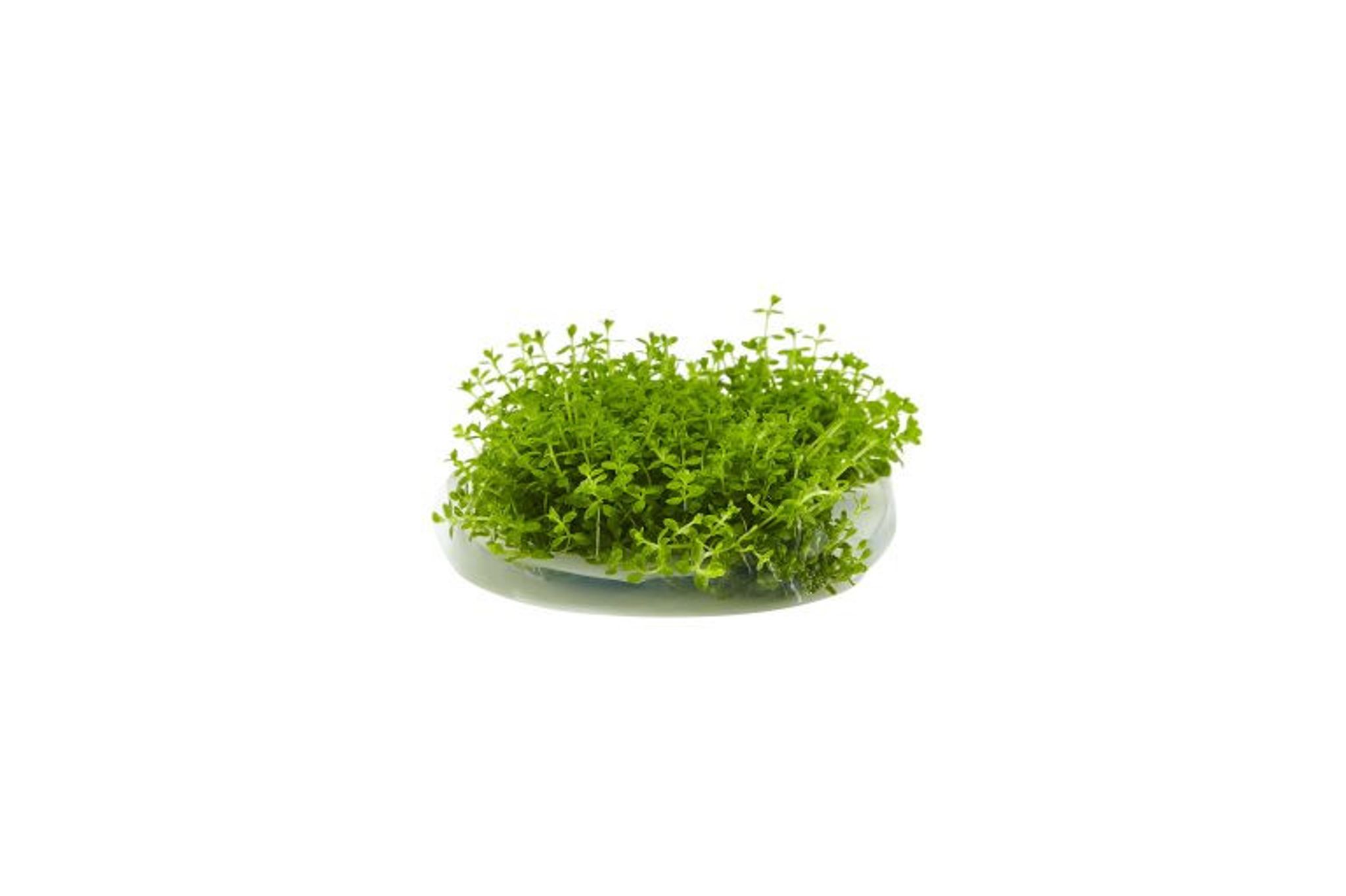 Hemianthus Callitrichoides 'Cuba' Dwarf Baby Tears Tissue Culture