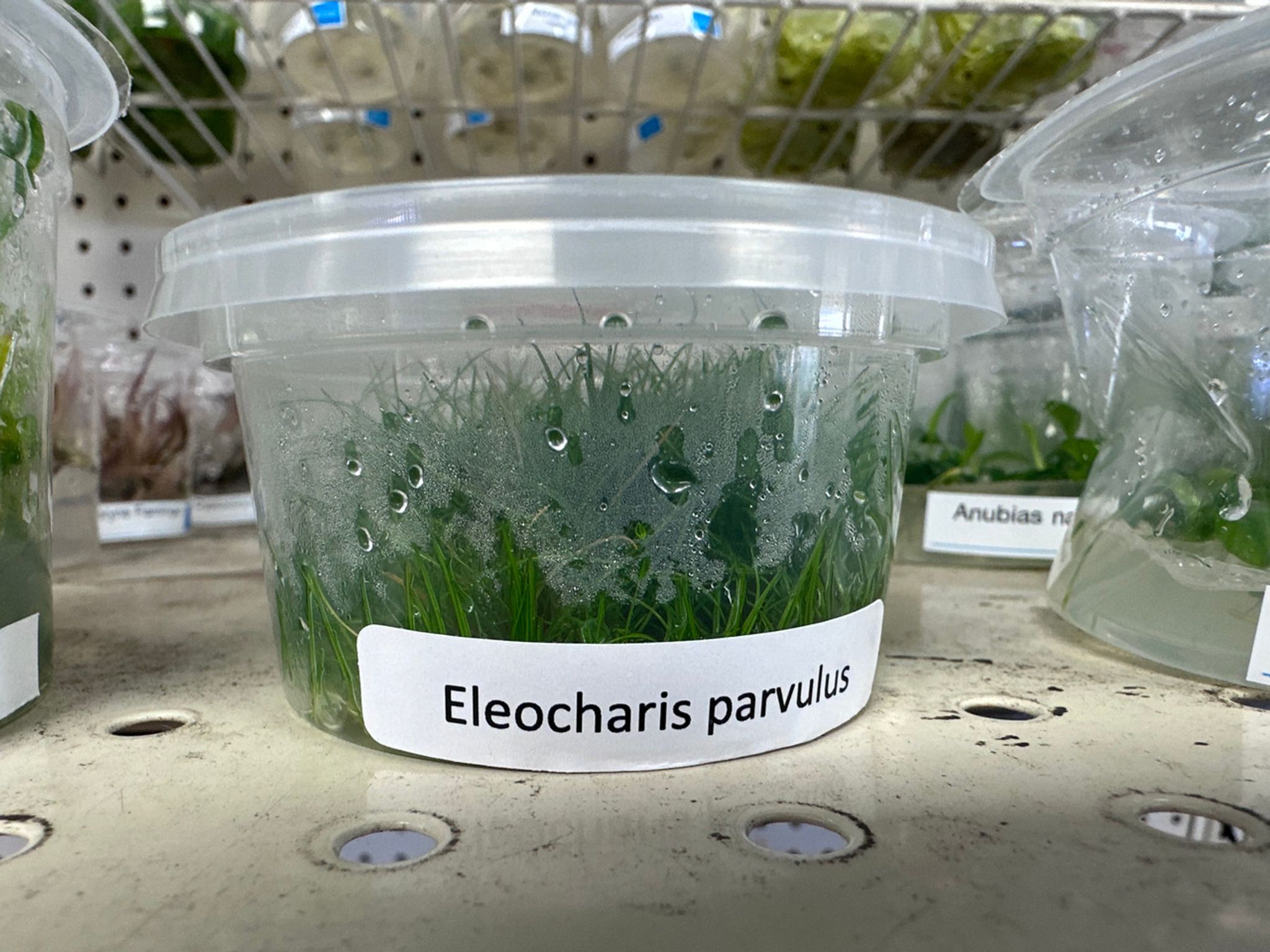 HairGrass 'Eleocharis Parvula' Tissue Culture